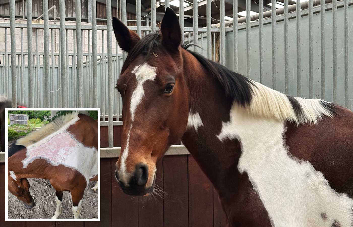 Emaciated mare who lost her foal is now thriving