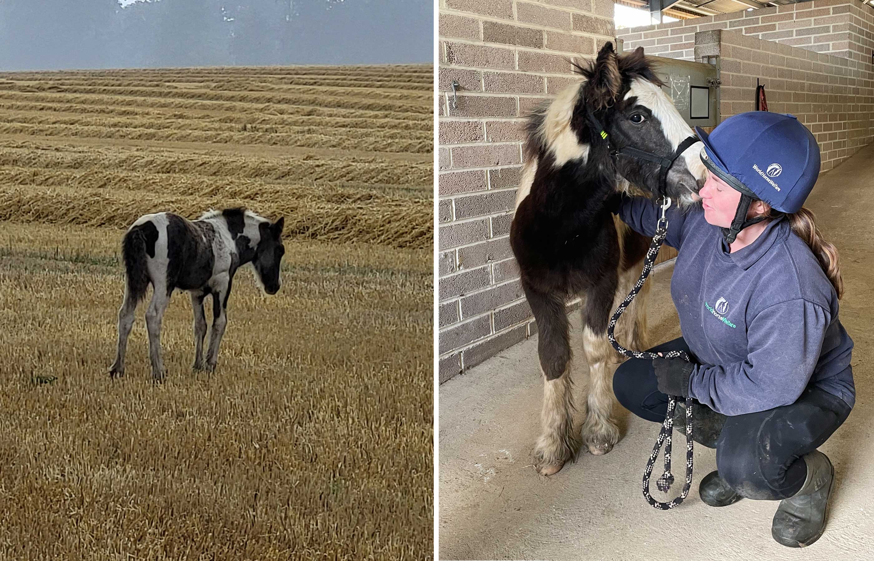 Terrified foal dumped by a railway line transforms in our care