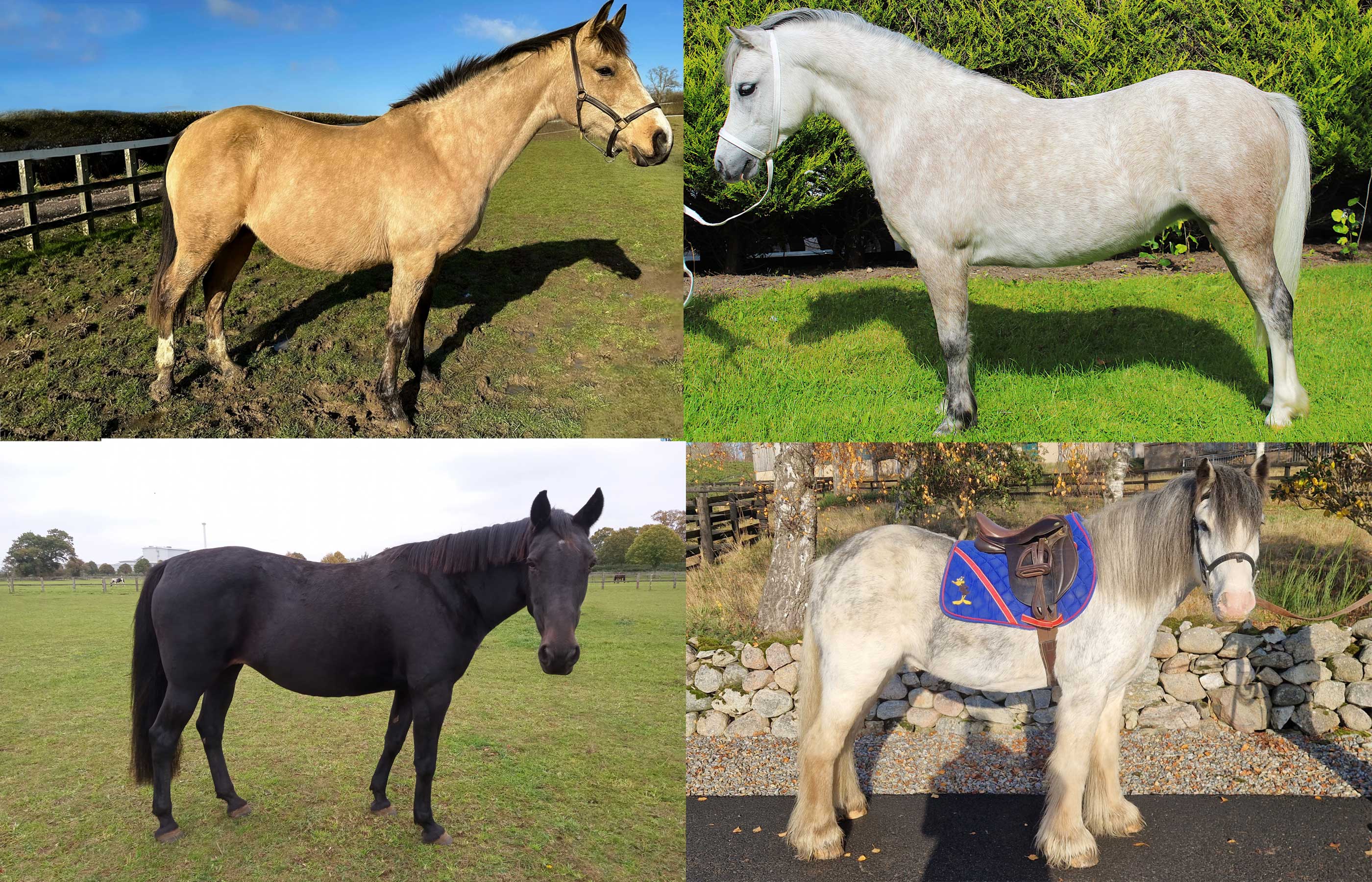 Could you rehome to help make life-saving space for horses in need this winter?