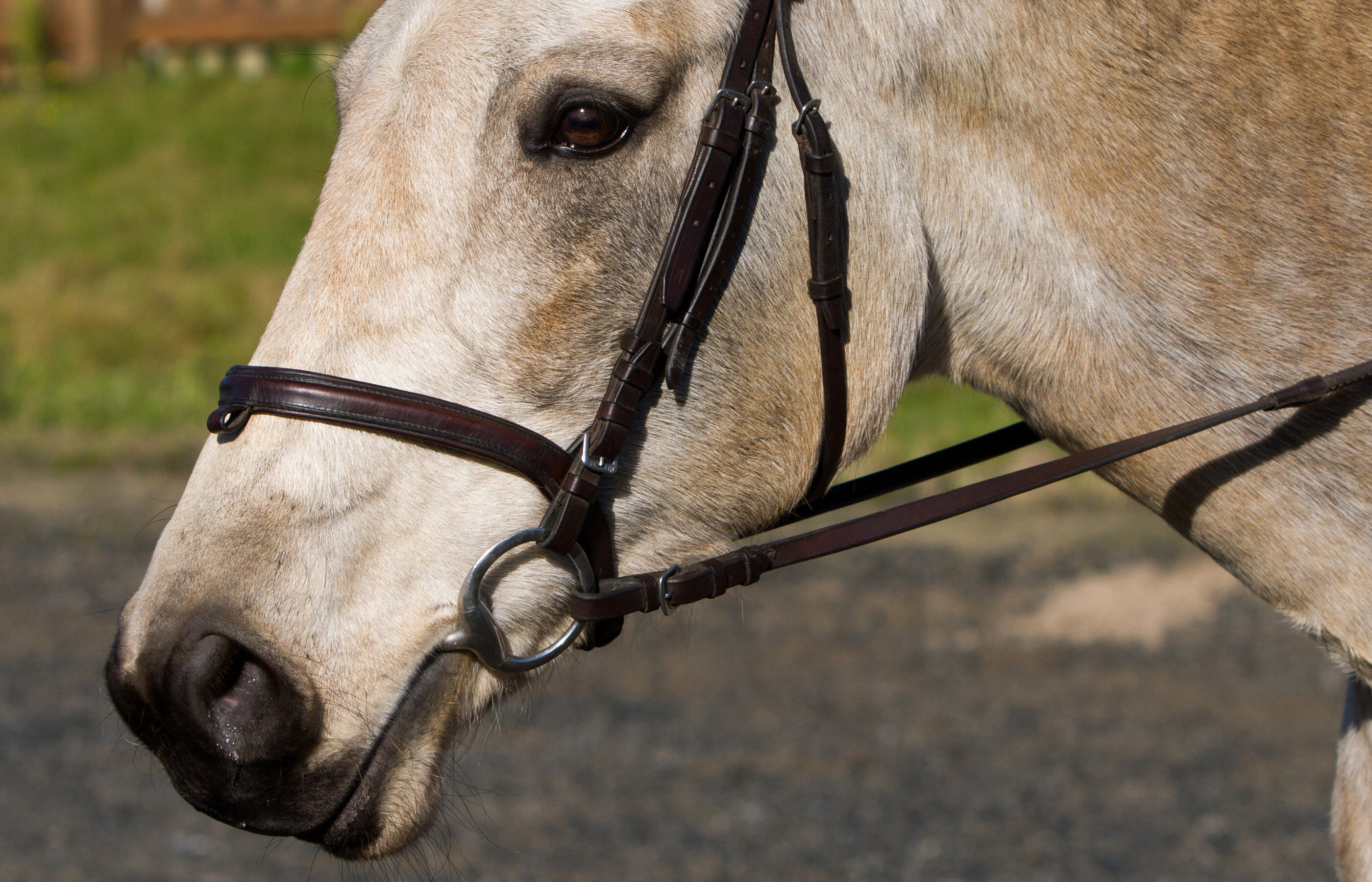 Let’s put the horse’s perspective at the centre when making rules for horse sport