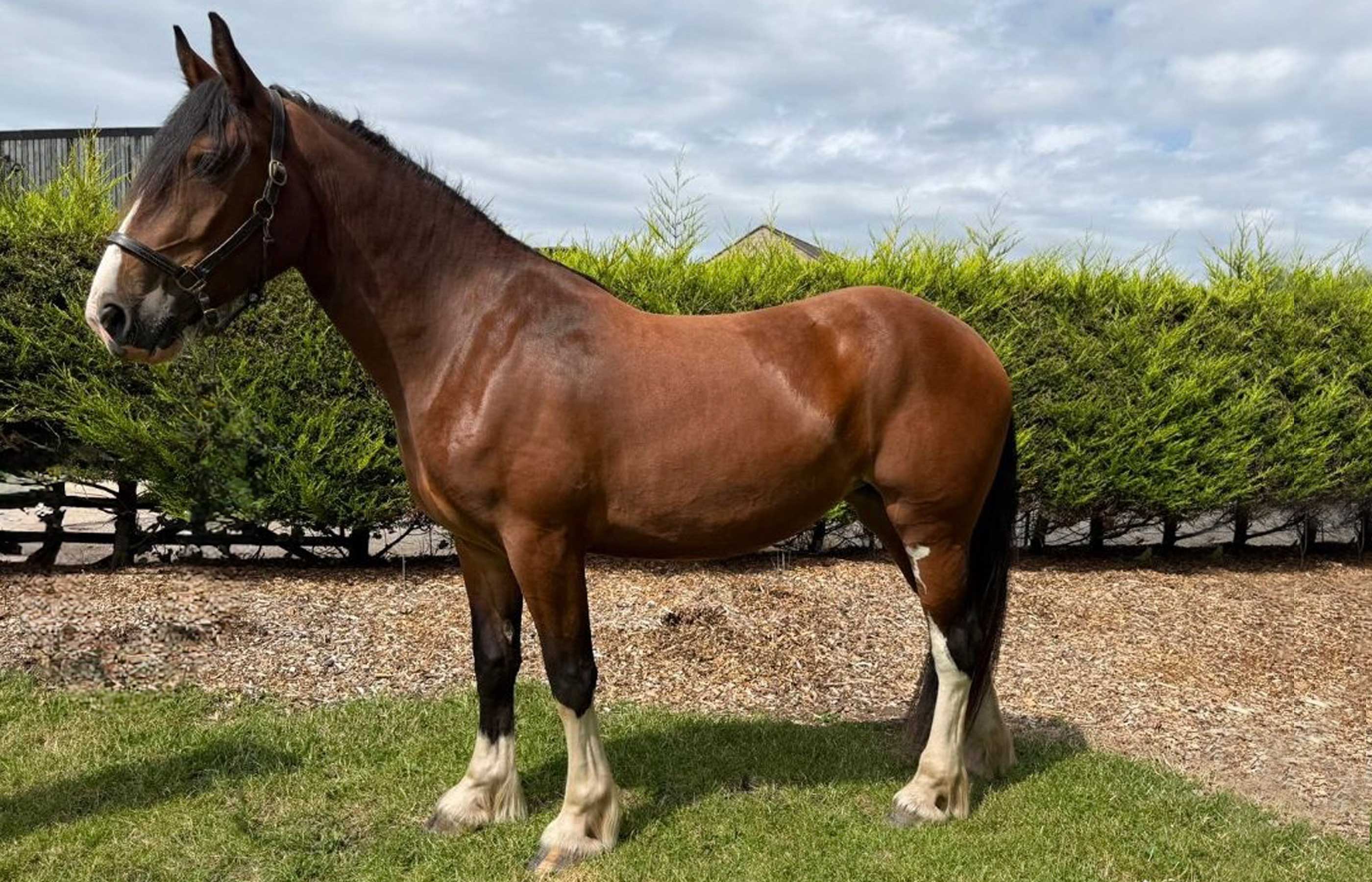 Seven young horses are thriving after being saved from a terrible situation