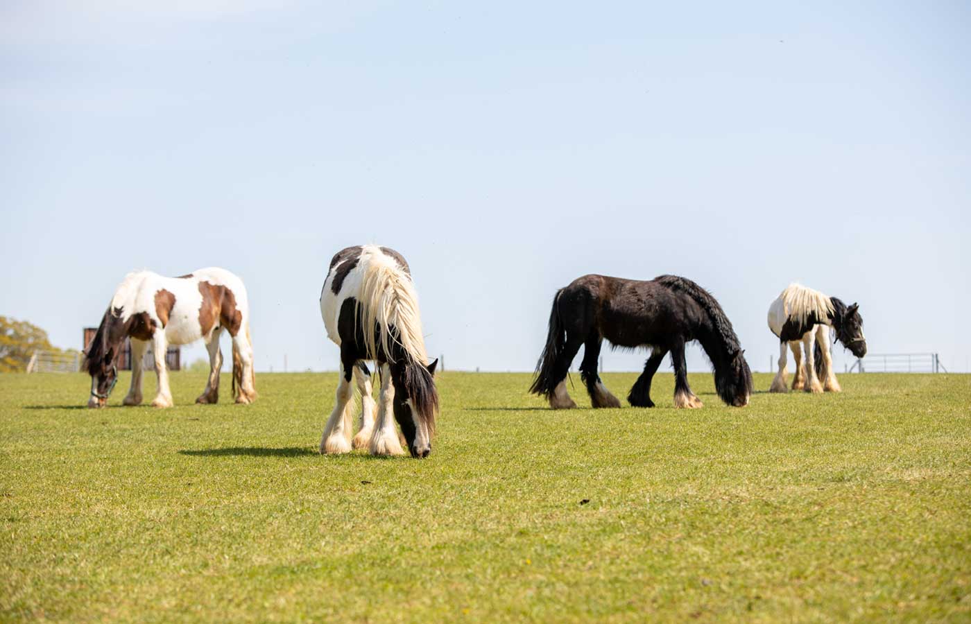 How we’re taking steps to make our rescue and rehoming centres more environmentally sustainable