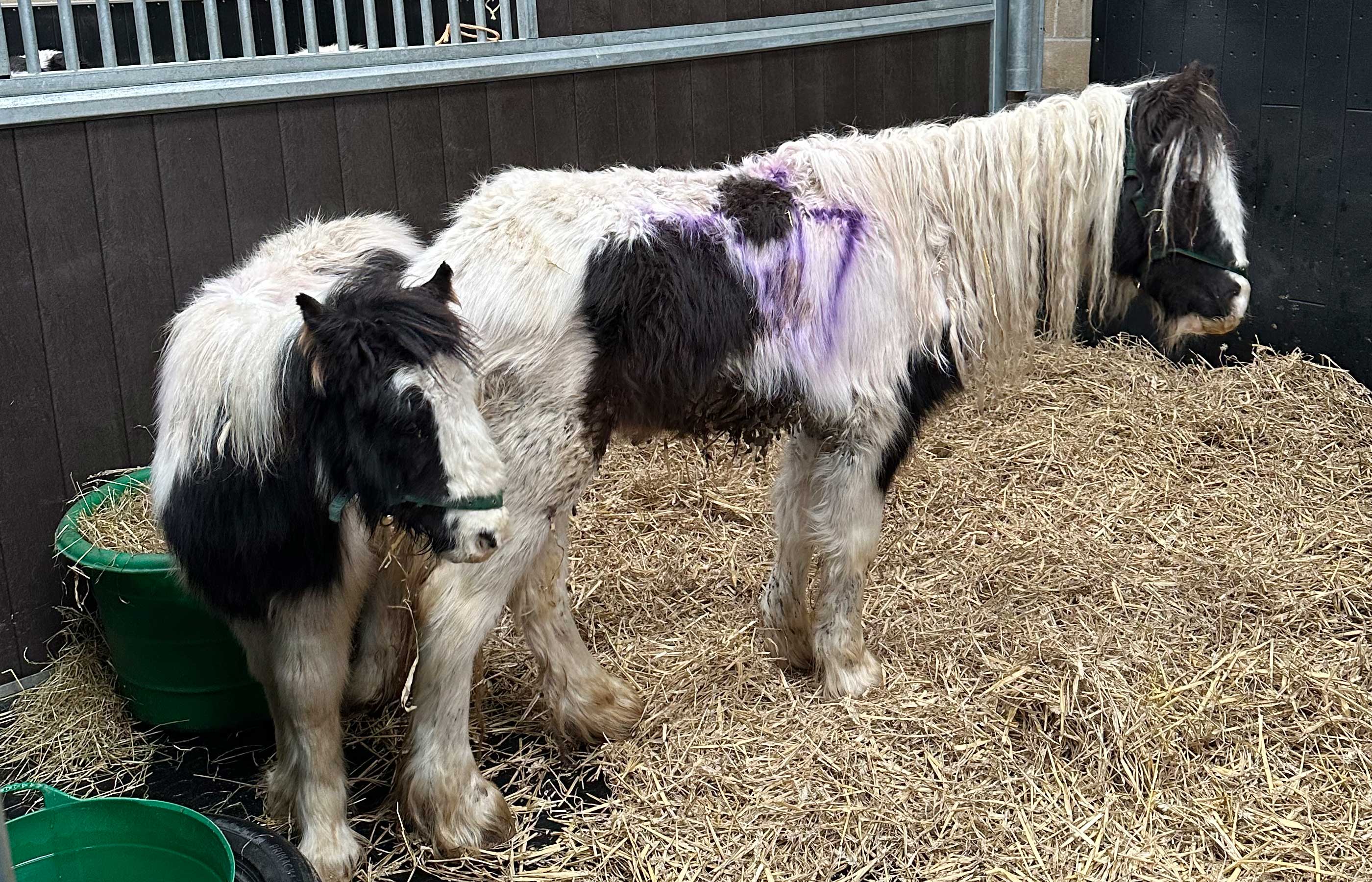 Tiny Tinker Bell’s fighting spirit keeps her alive against all odds