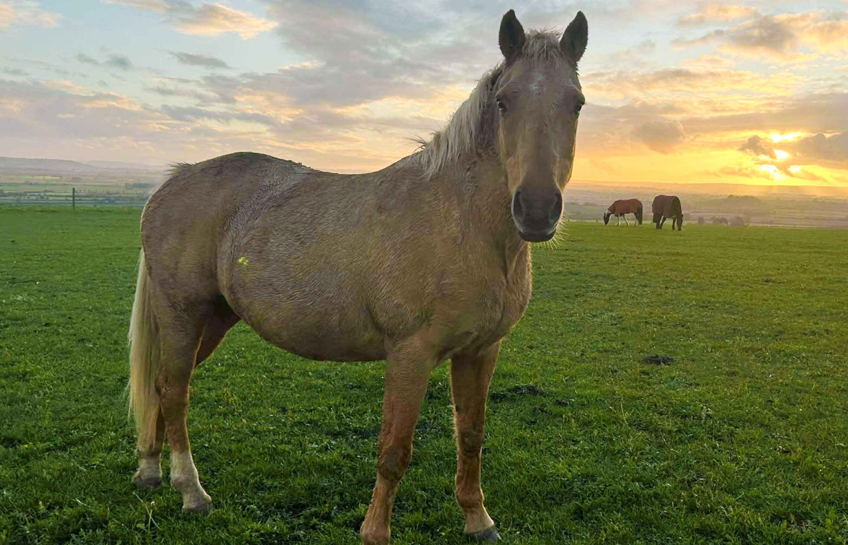 horses gazing into the camera with the setting sun behind them