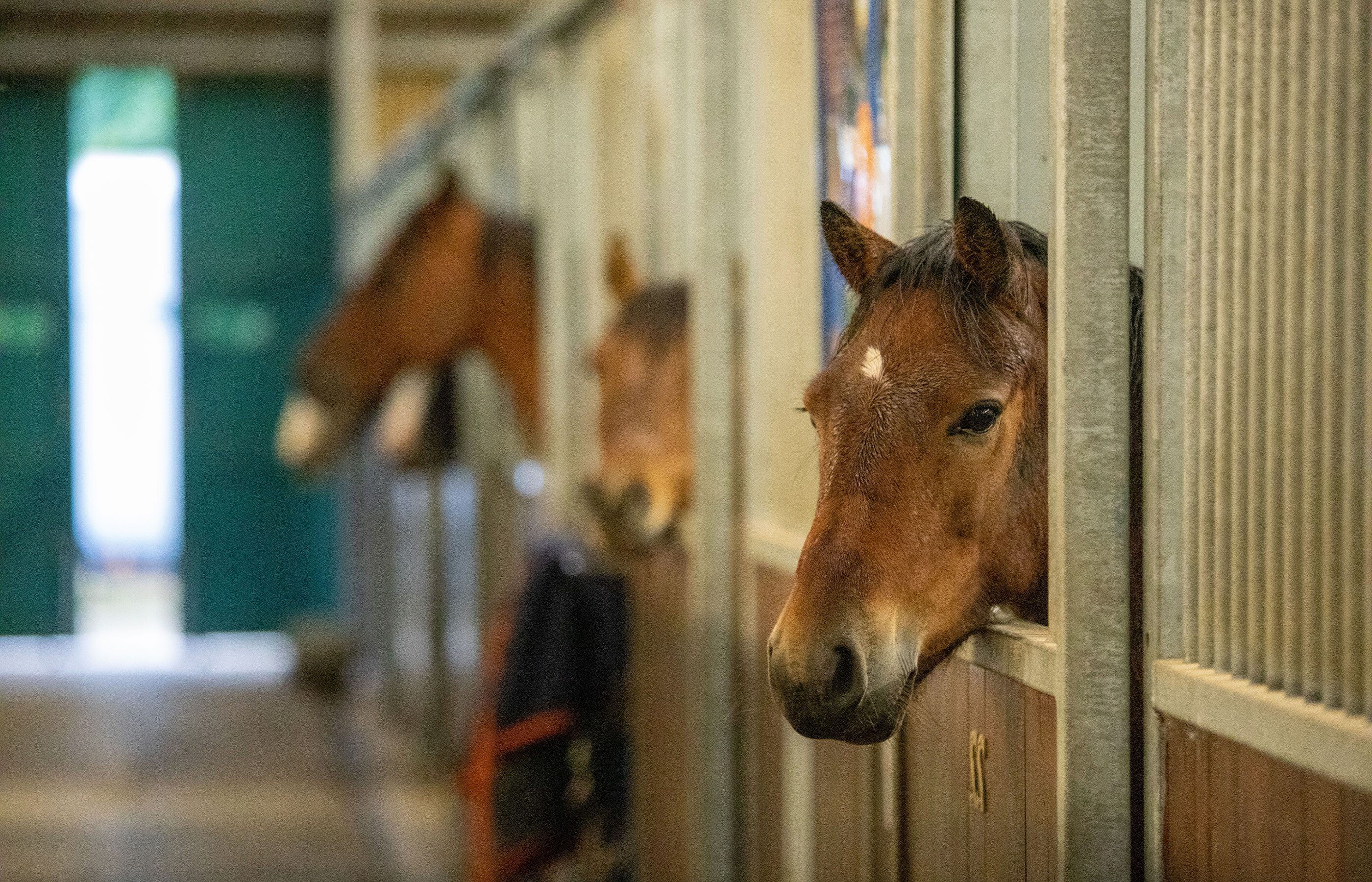 We’ve launched a free tool to help assess horse welfare on yards