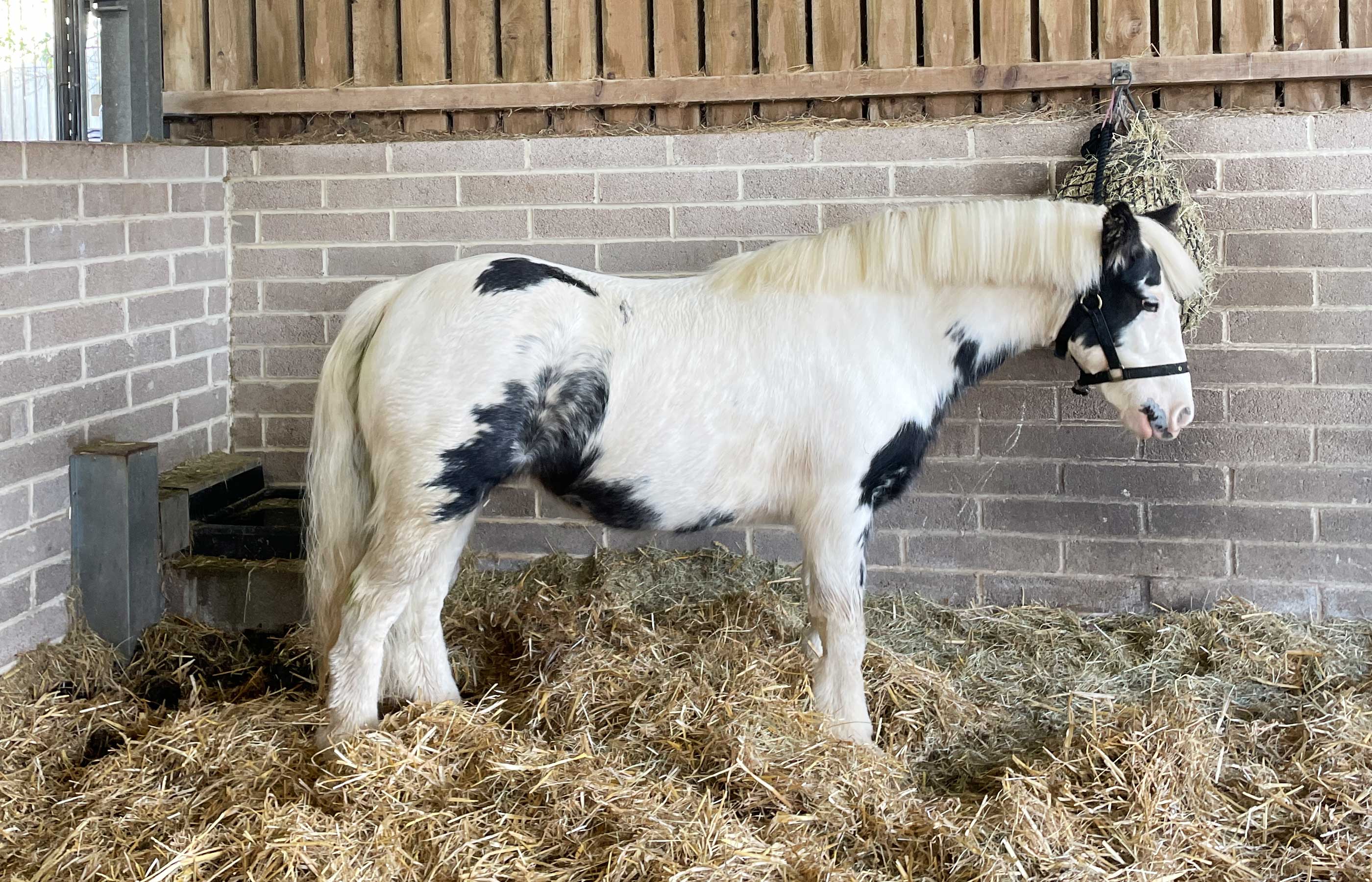 Valentine is thriving at Glenda Spooner Farm a year after her rescue