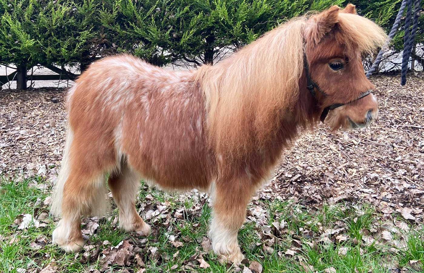 Tiny pony Pickle was found critically ill, but now he’s winning hearts at Penny Farm
