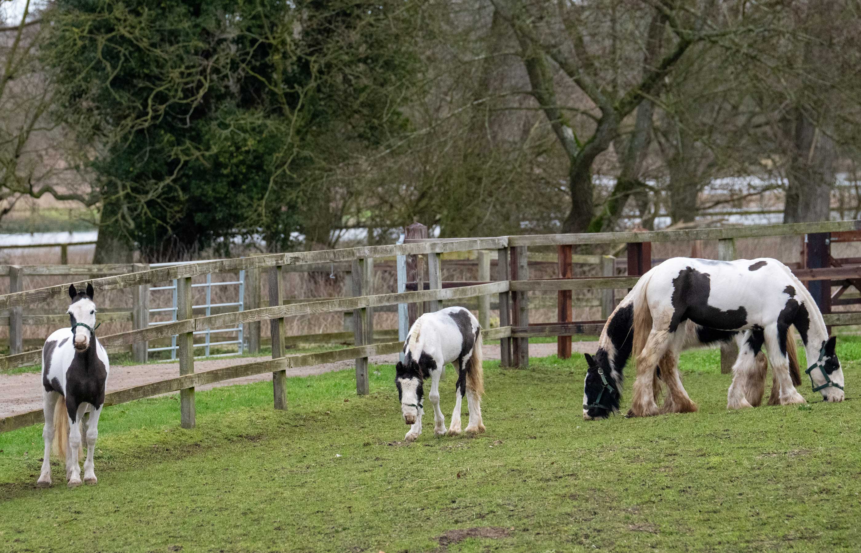 How four Peter Pan ponies are recovering after being rescued in critical condition