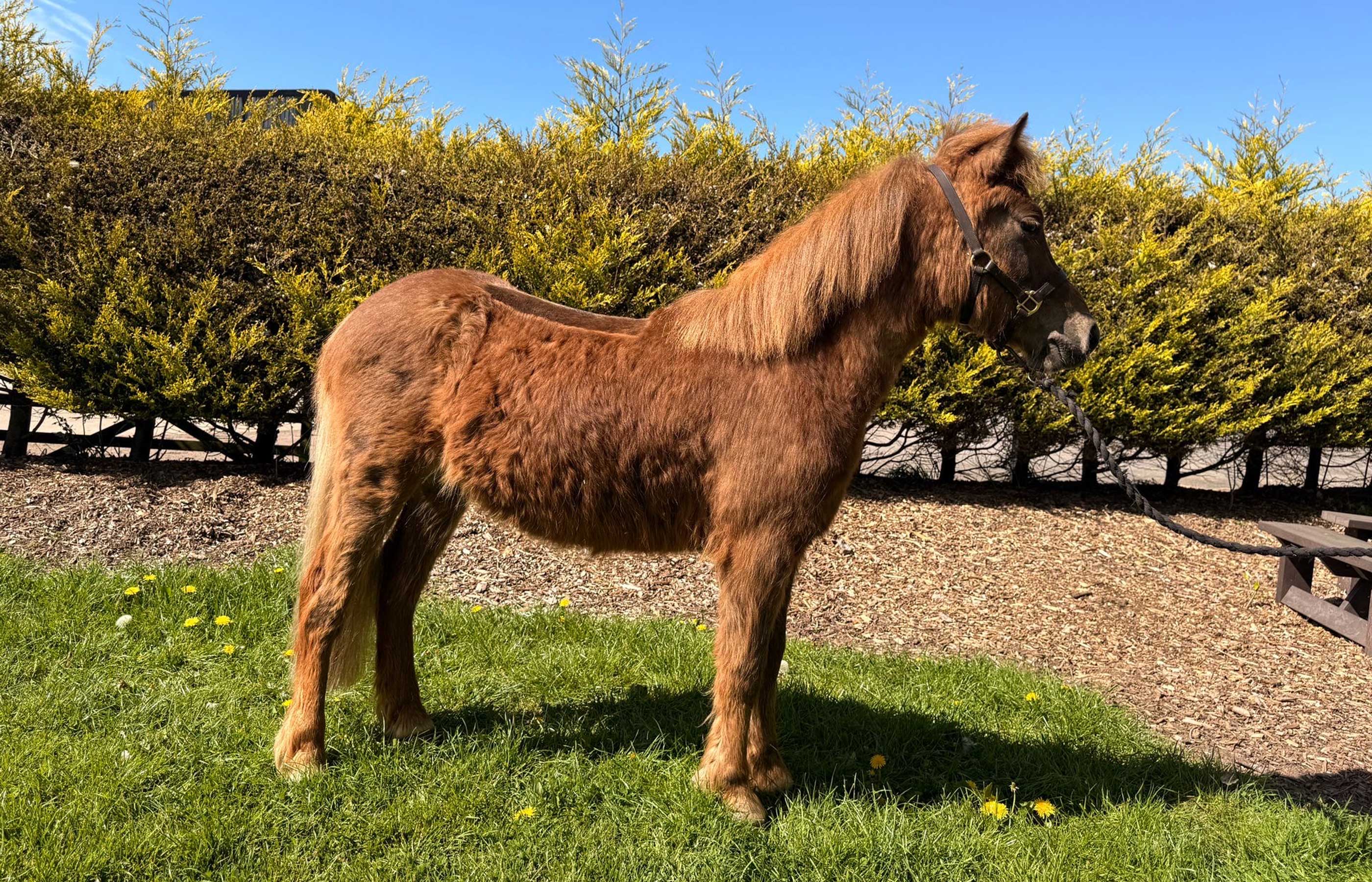 Buddy’s Christmas miracle continues – he’s ready for a new home