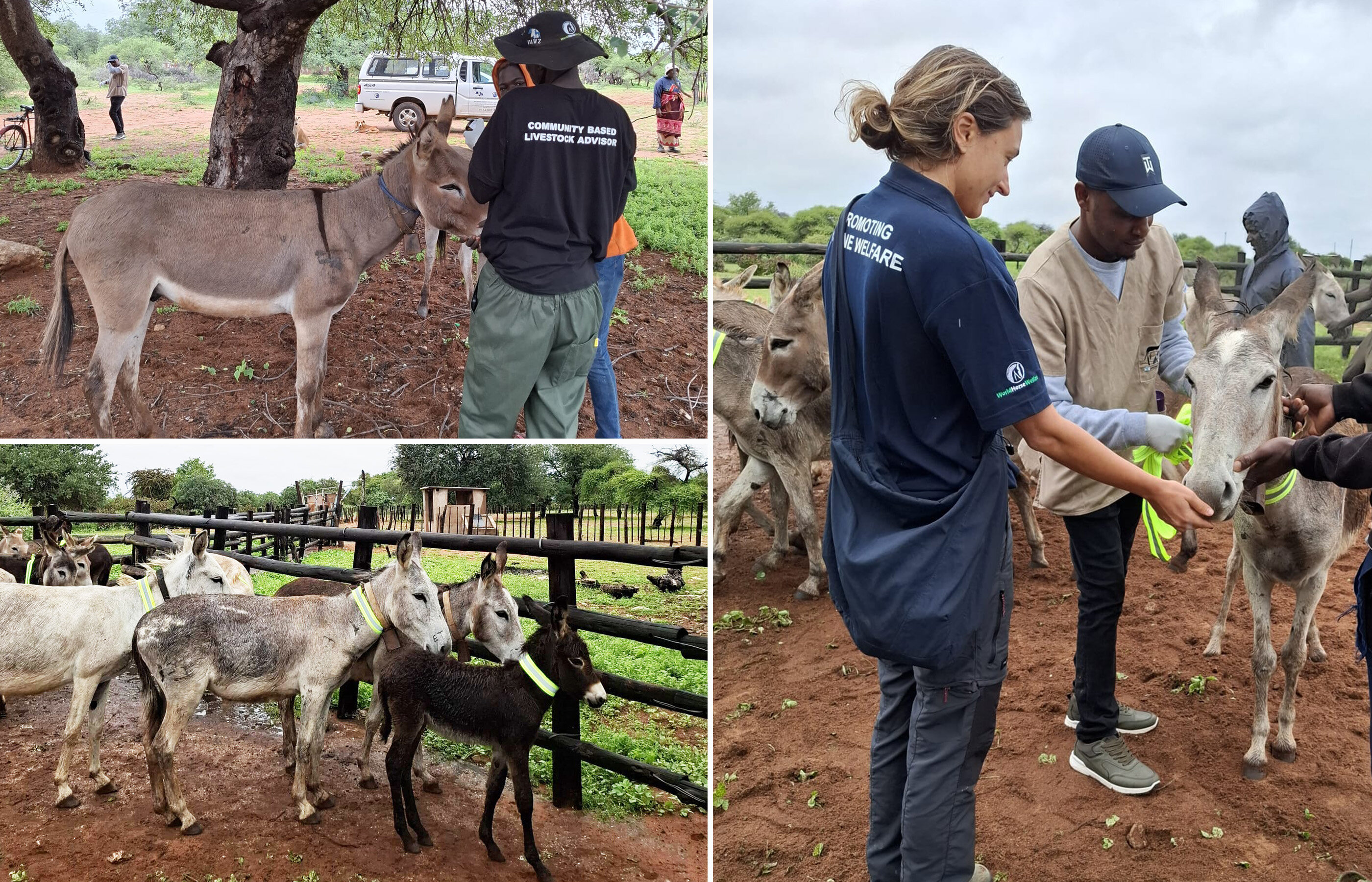 Helping thousands of donkeys to be seen