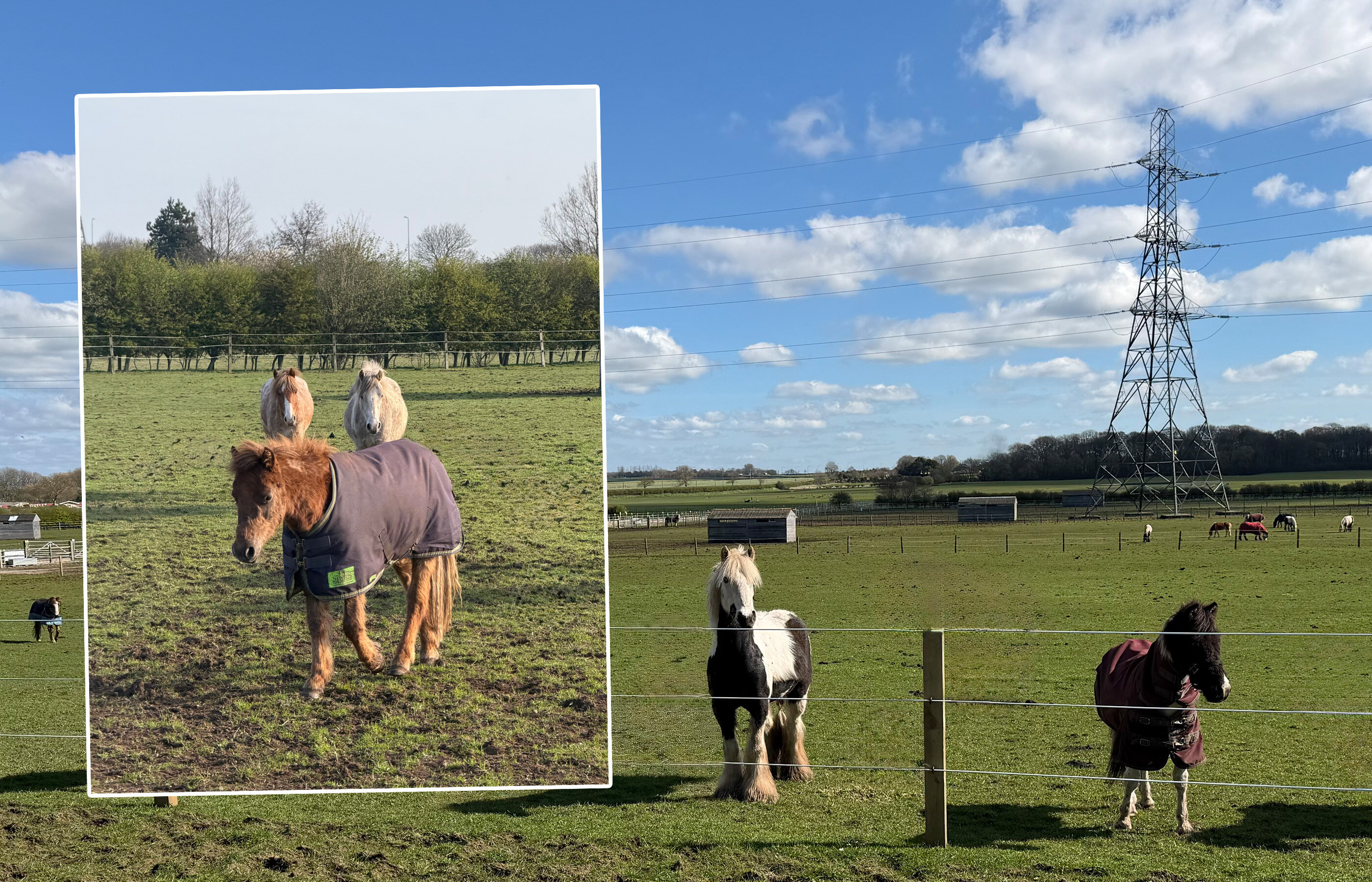 Our Christmas miracles: the incredible recovery of Buddy and Bauble