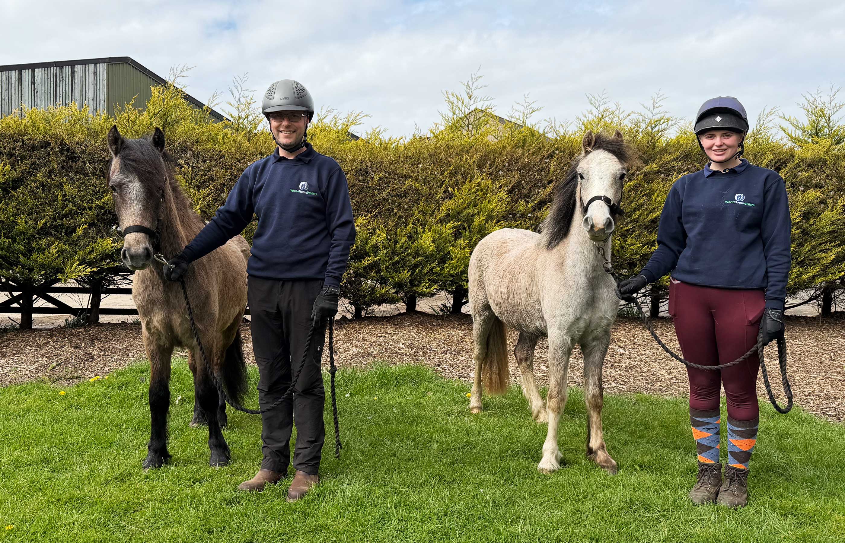 The future is bright for young ponies rescued from Welsh common