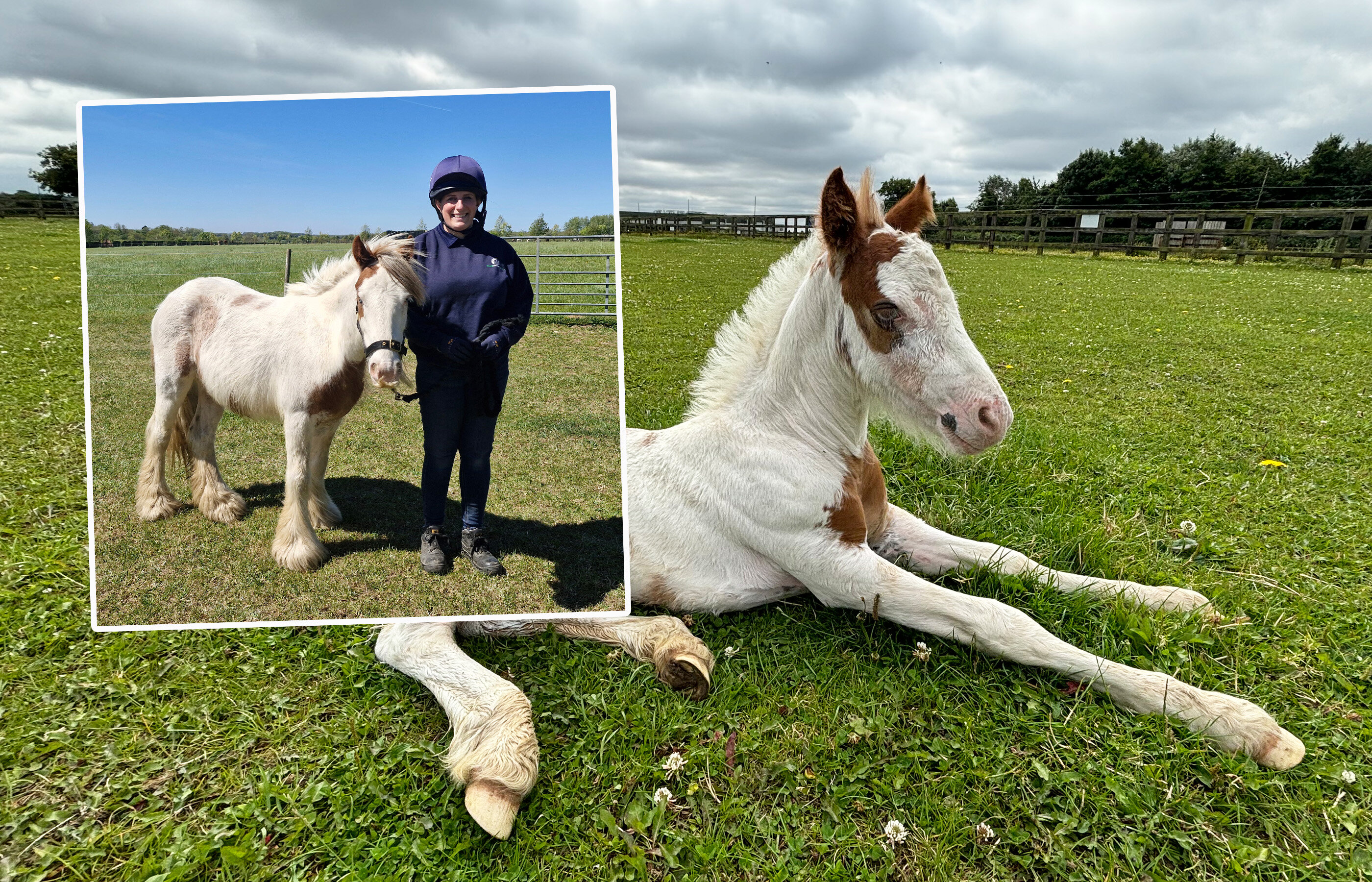 Orphaned foal rescued at two weeks old now ready for a forever home