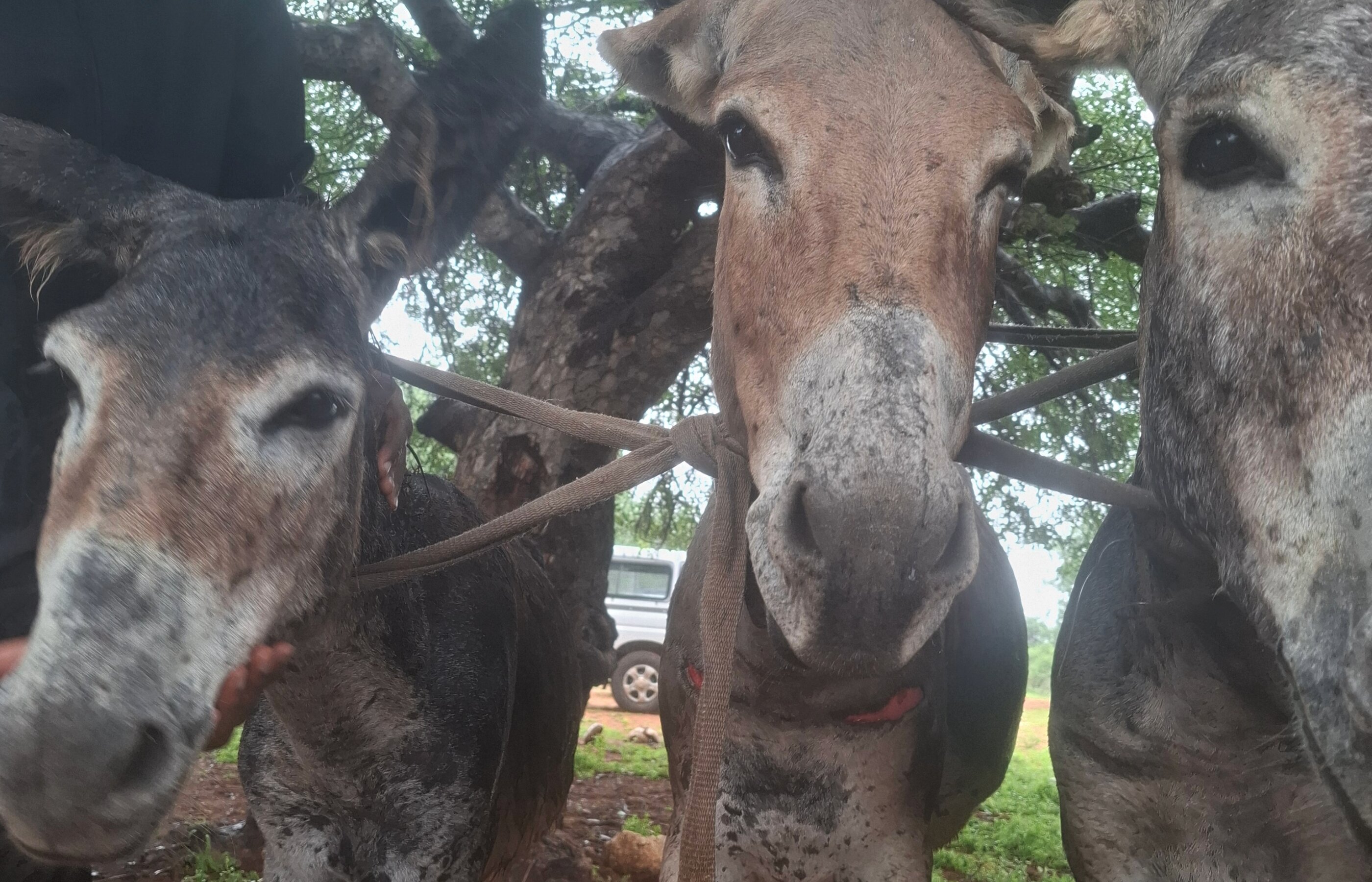Bring relief to injured horses, ponies, donkeys and mules 