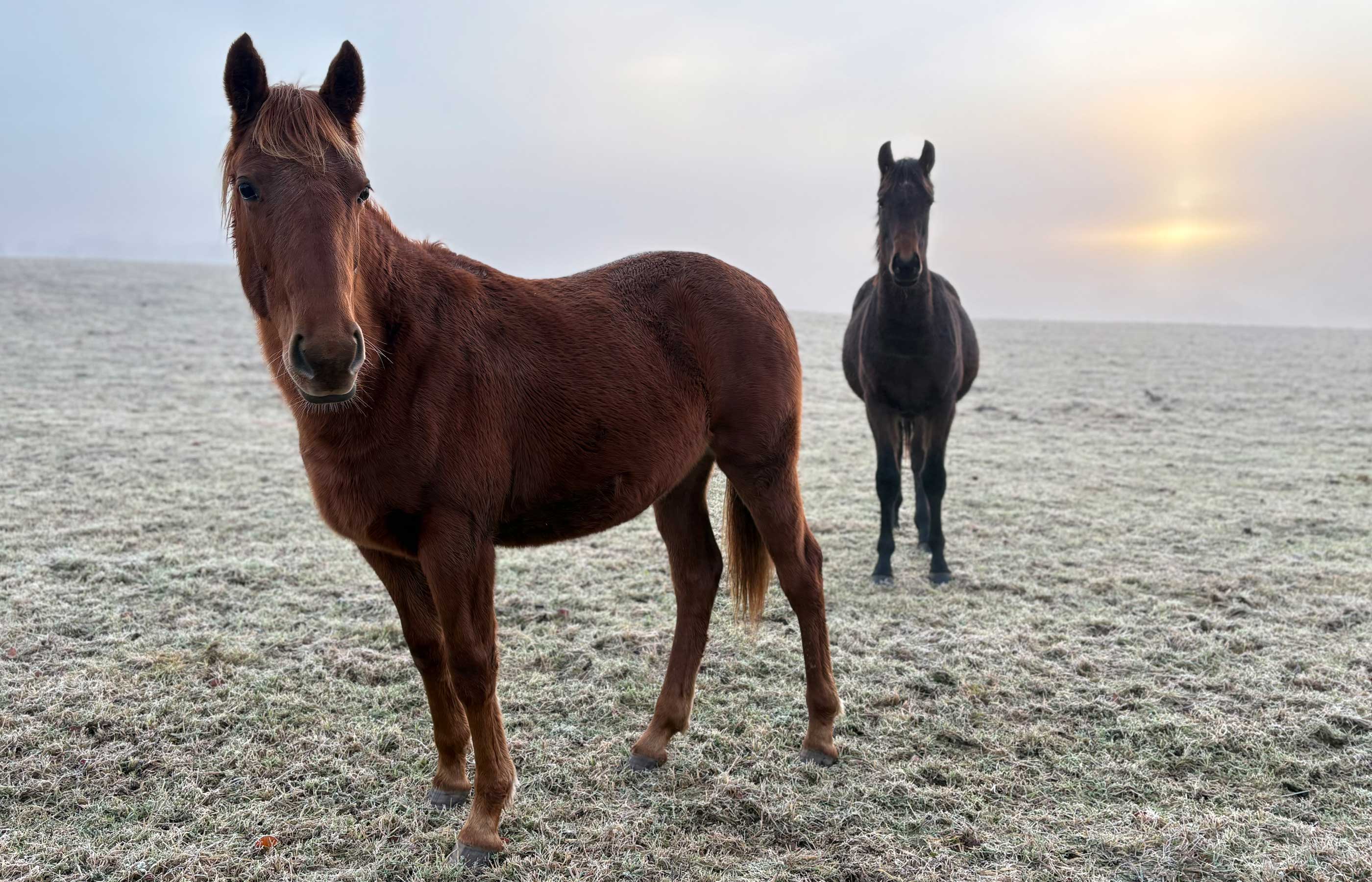 Transforming the lives of eight horses rescued from appalling neglect