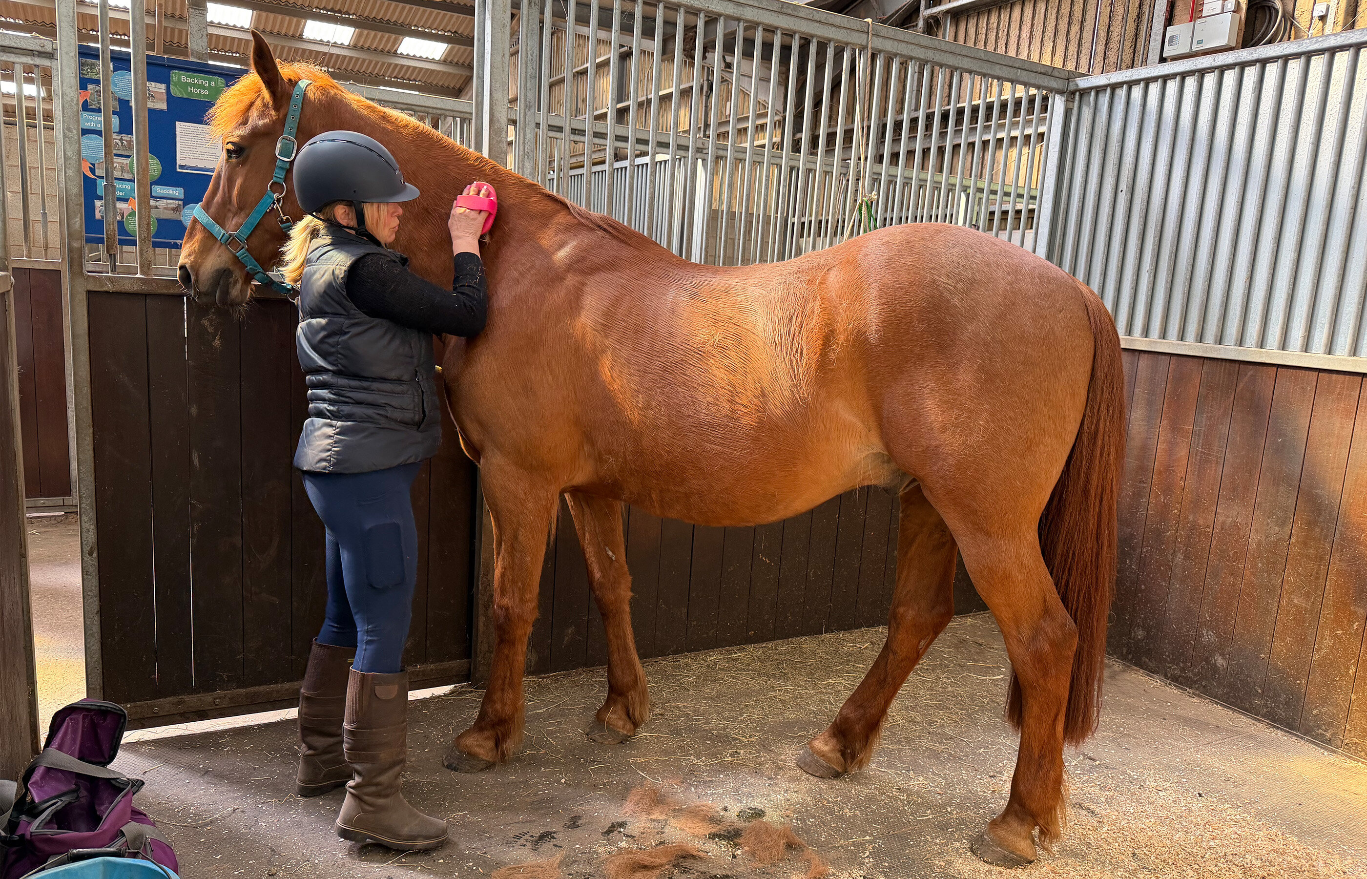 Making a difference: how volunteering helps horses and changes lives