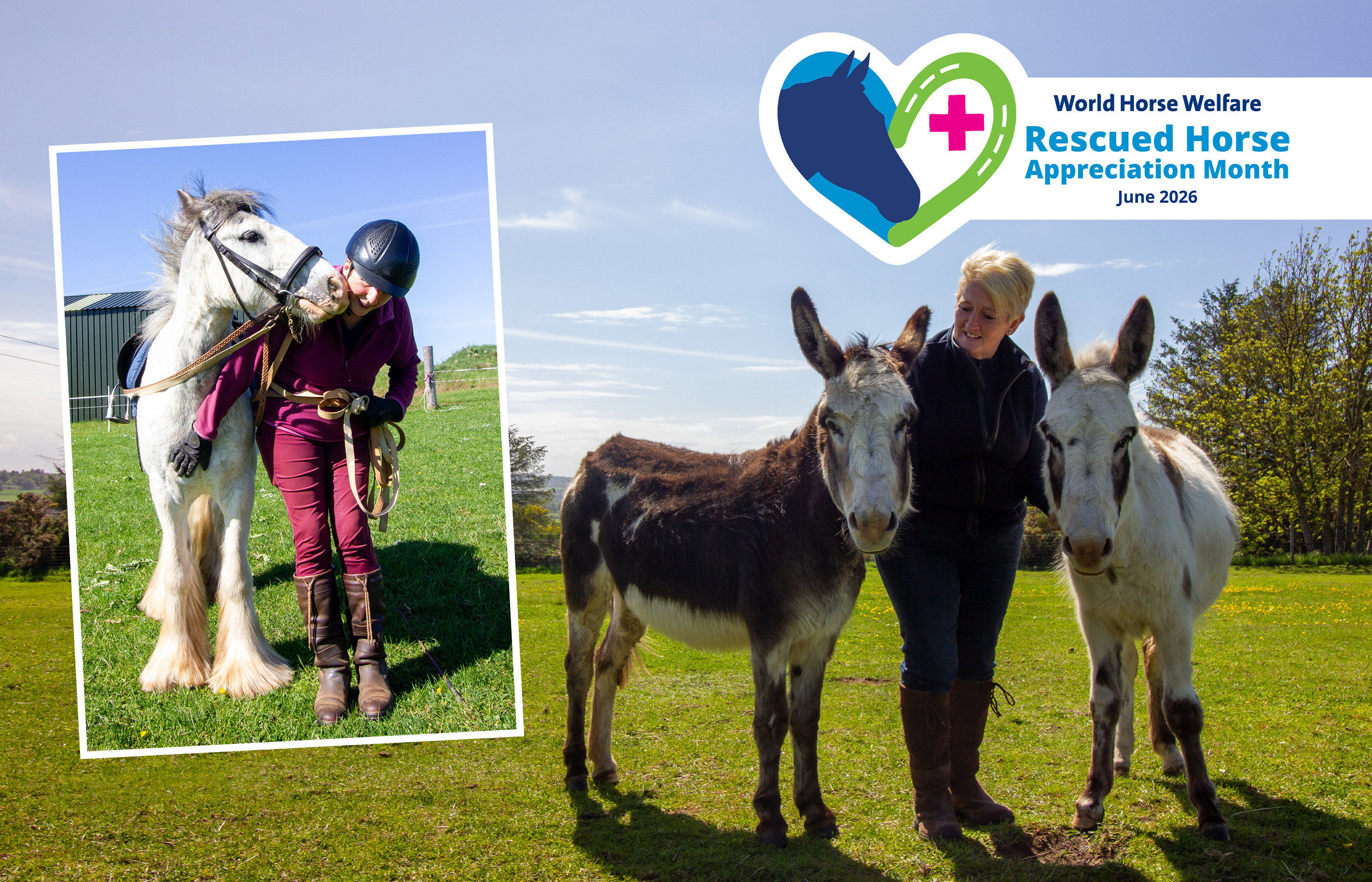 Rescued Horse Appreciation Month: Peanut, Popcorn and Pascal