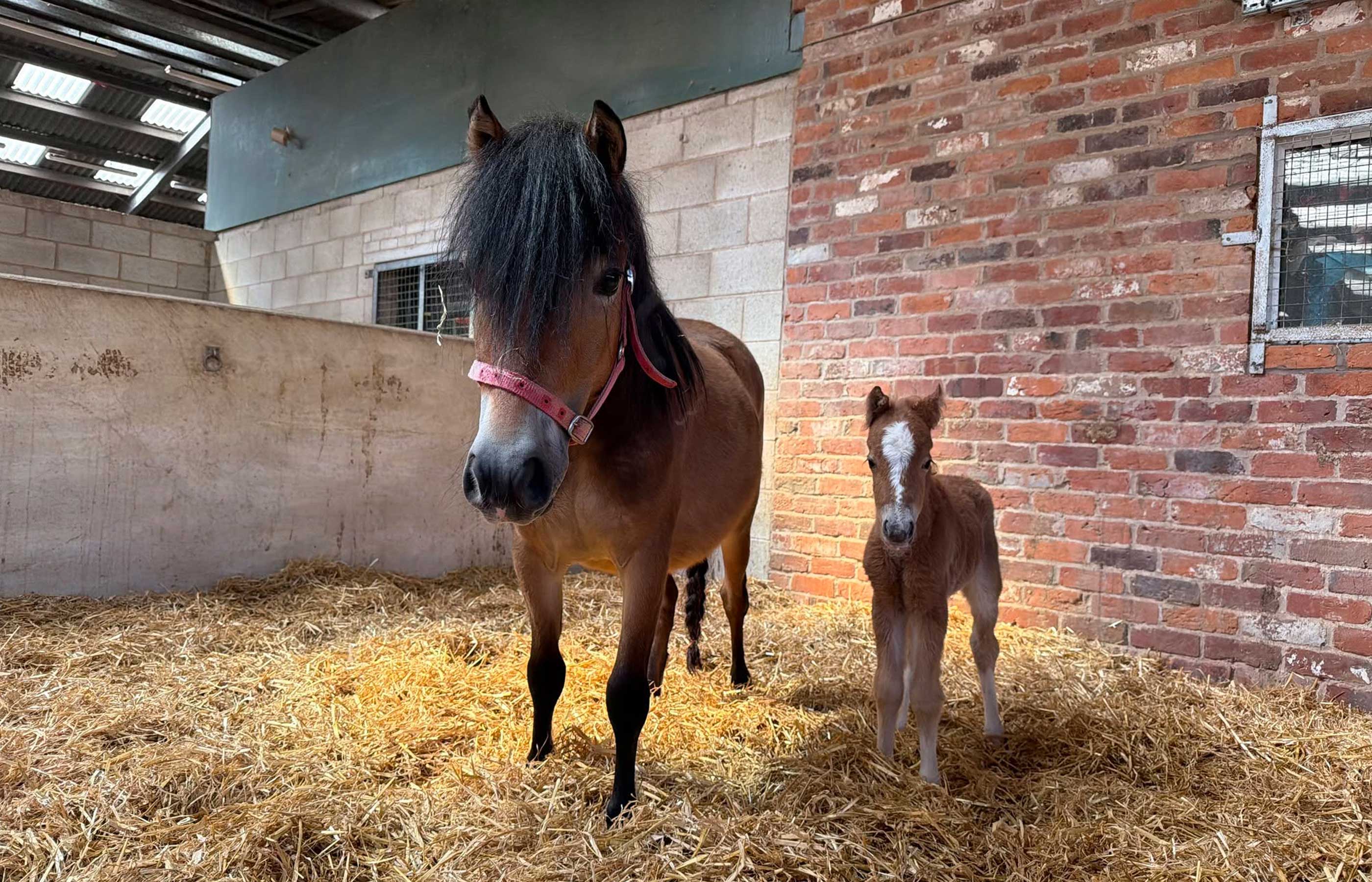 Two new foals are winning hearts at Penny Farm