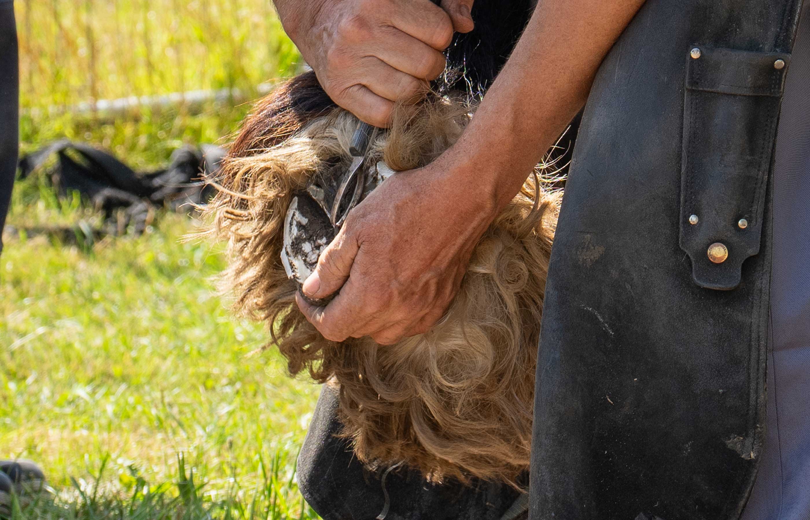 The importance of using appropriately trained hoof care providers