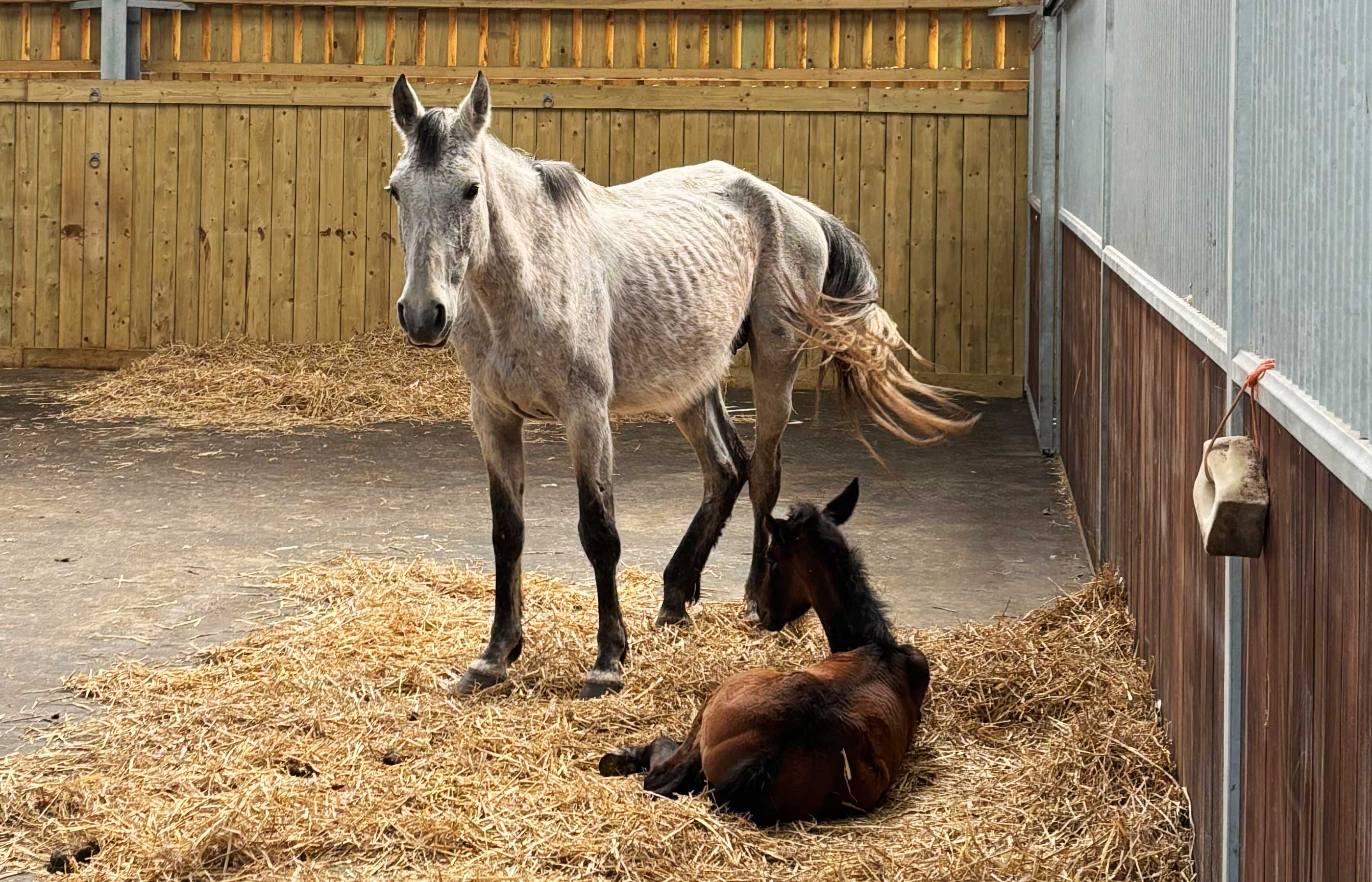 A fresh start for a group of Warmbloods
