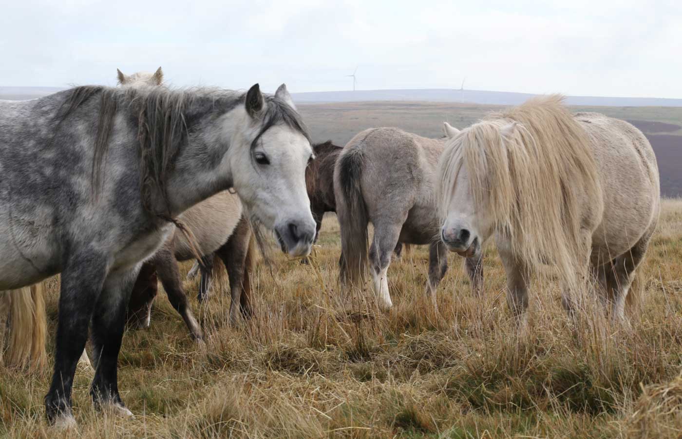 Ponies in the Black Mountains