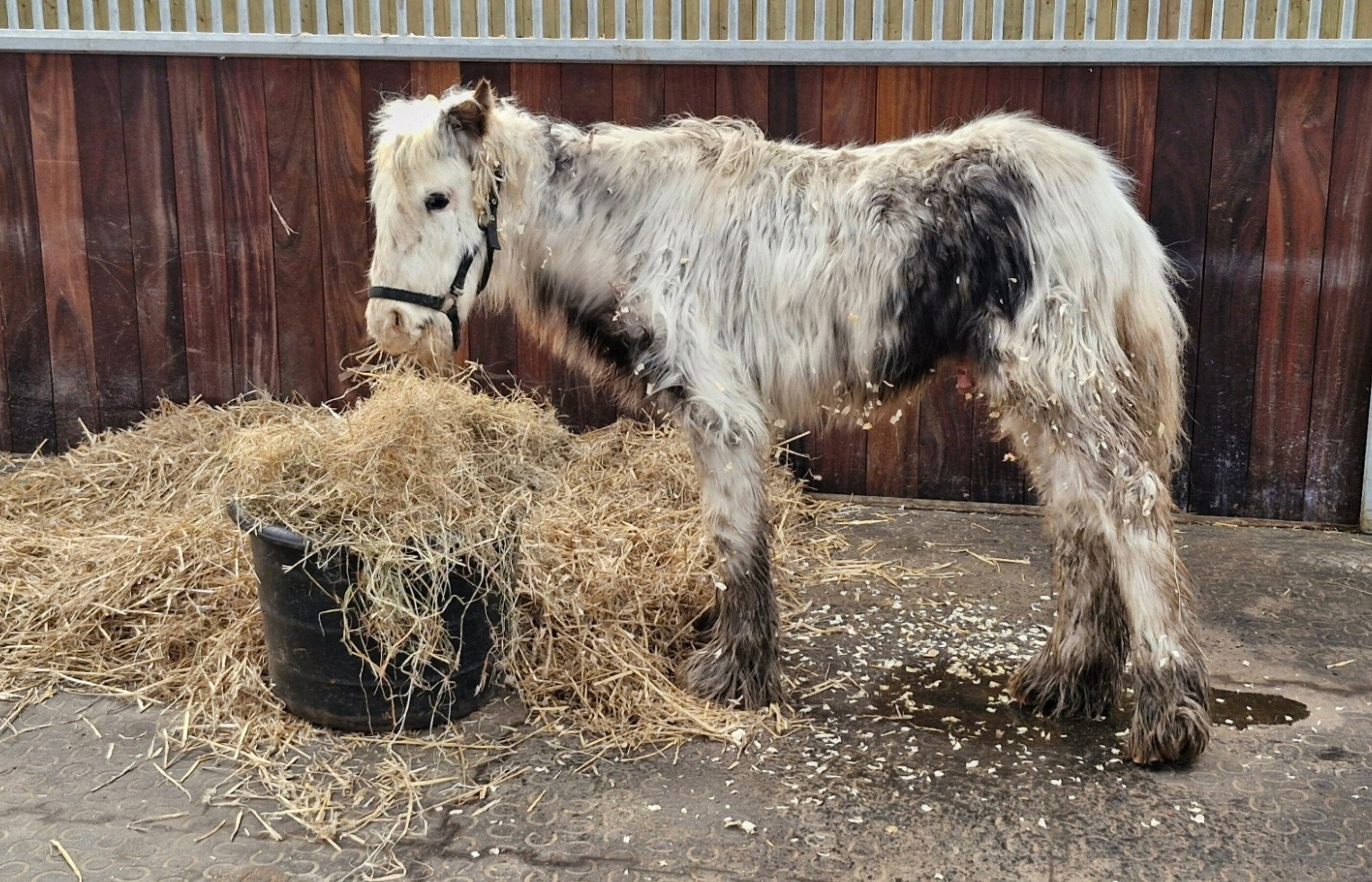 Vulnerable horses urgently need your help 