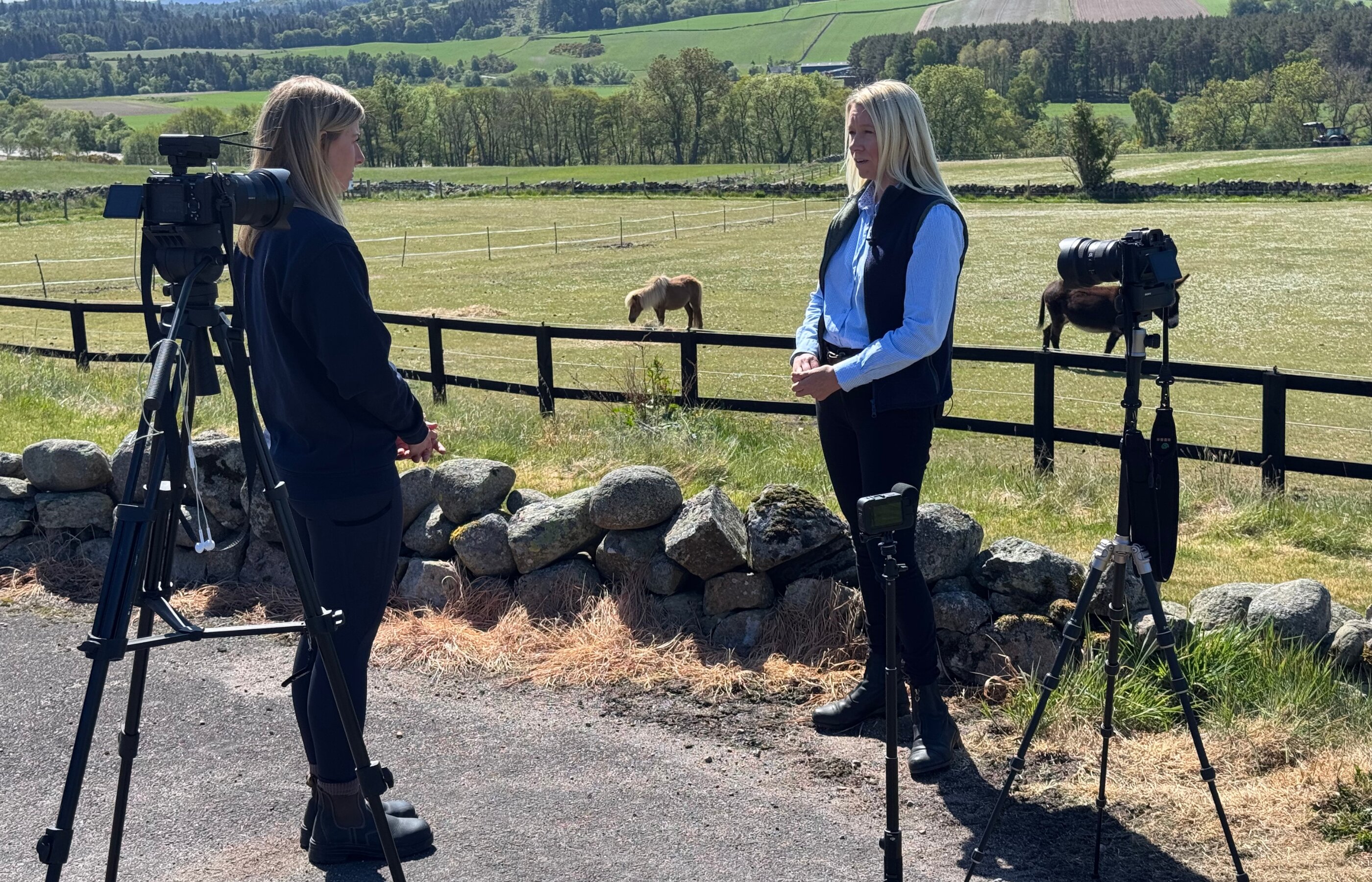 Caring for adult horses