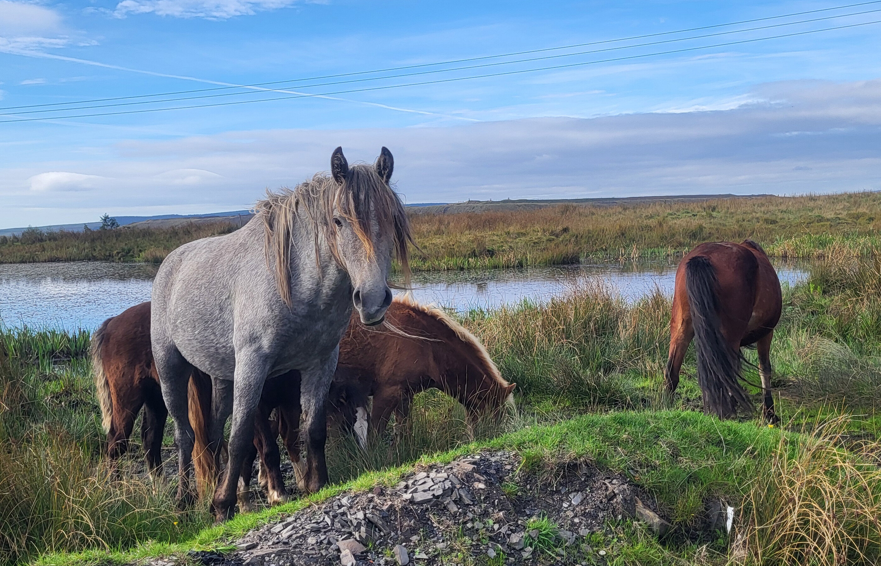 First Equine Common Ground Conference tackles future of free-living and semi-feral ponies