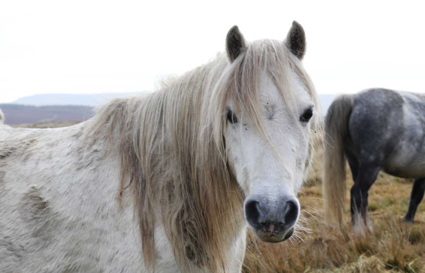 Birth of first foal from rescued ‘smuggled’ Dover 26 horses