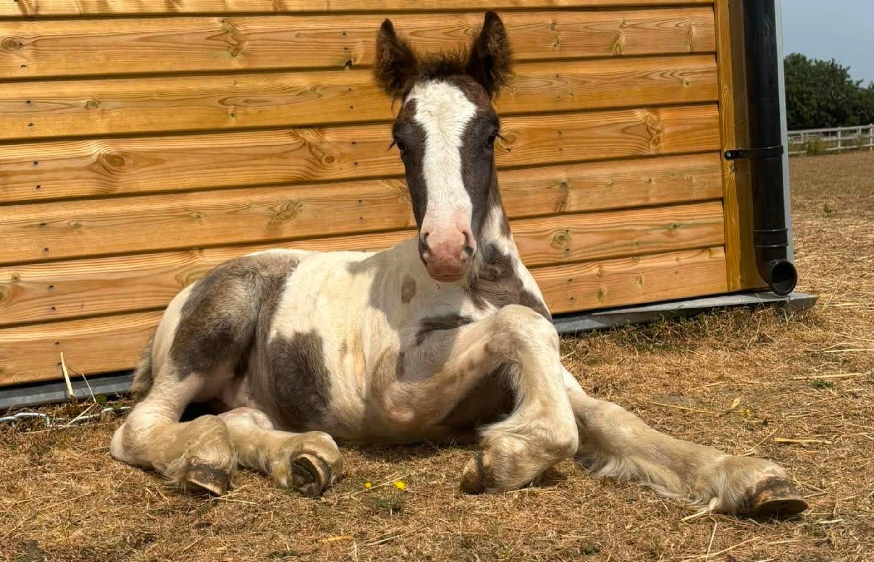 This Giving Tuesday, help rescue and care for foals