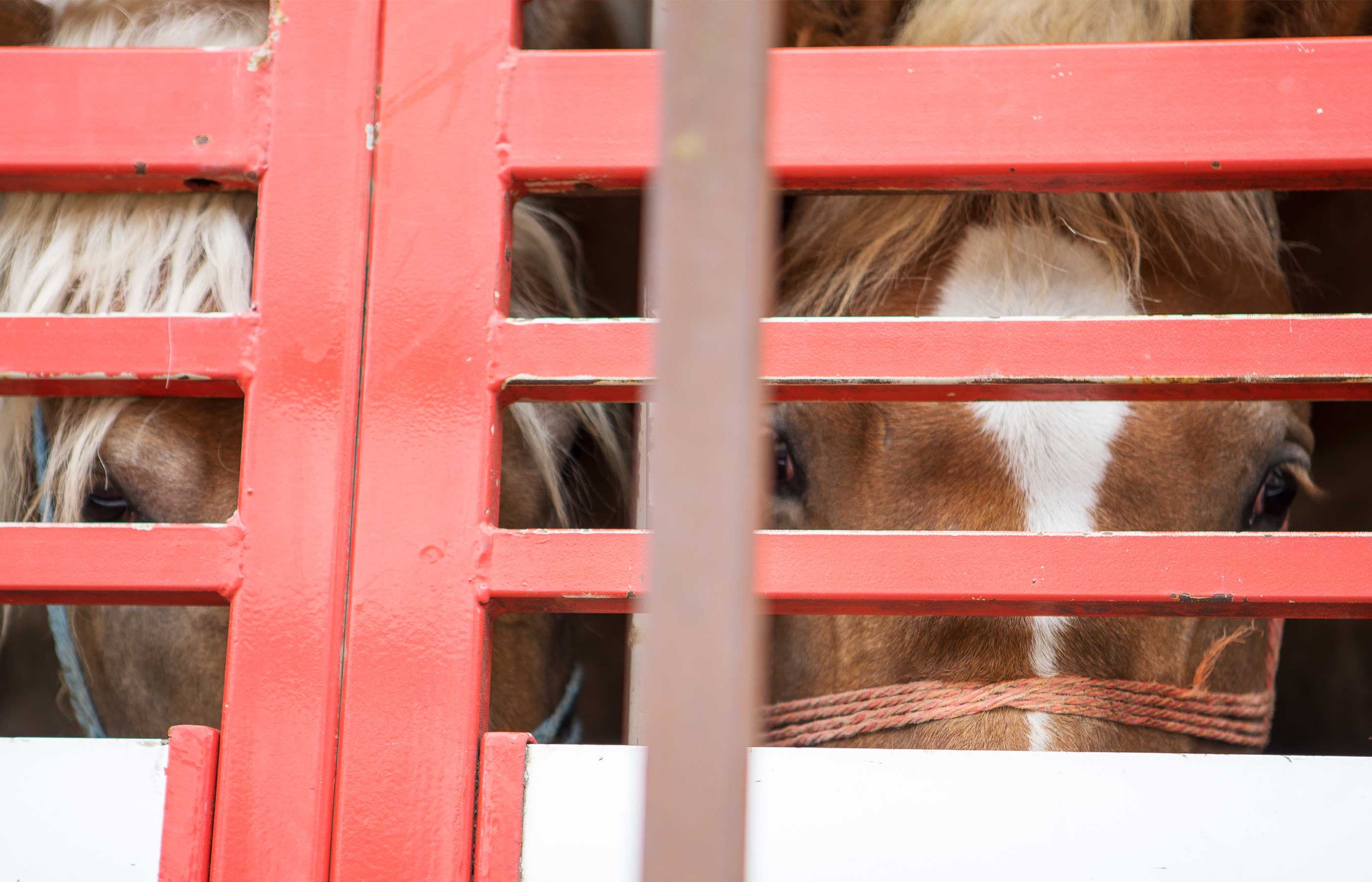 Birth of first foal from rescued ‘smuggled’ Dover 26 horses