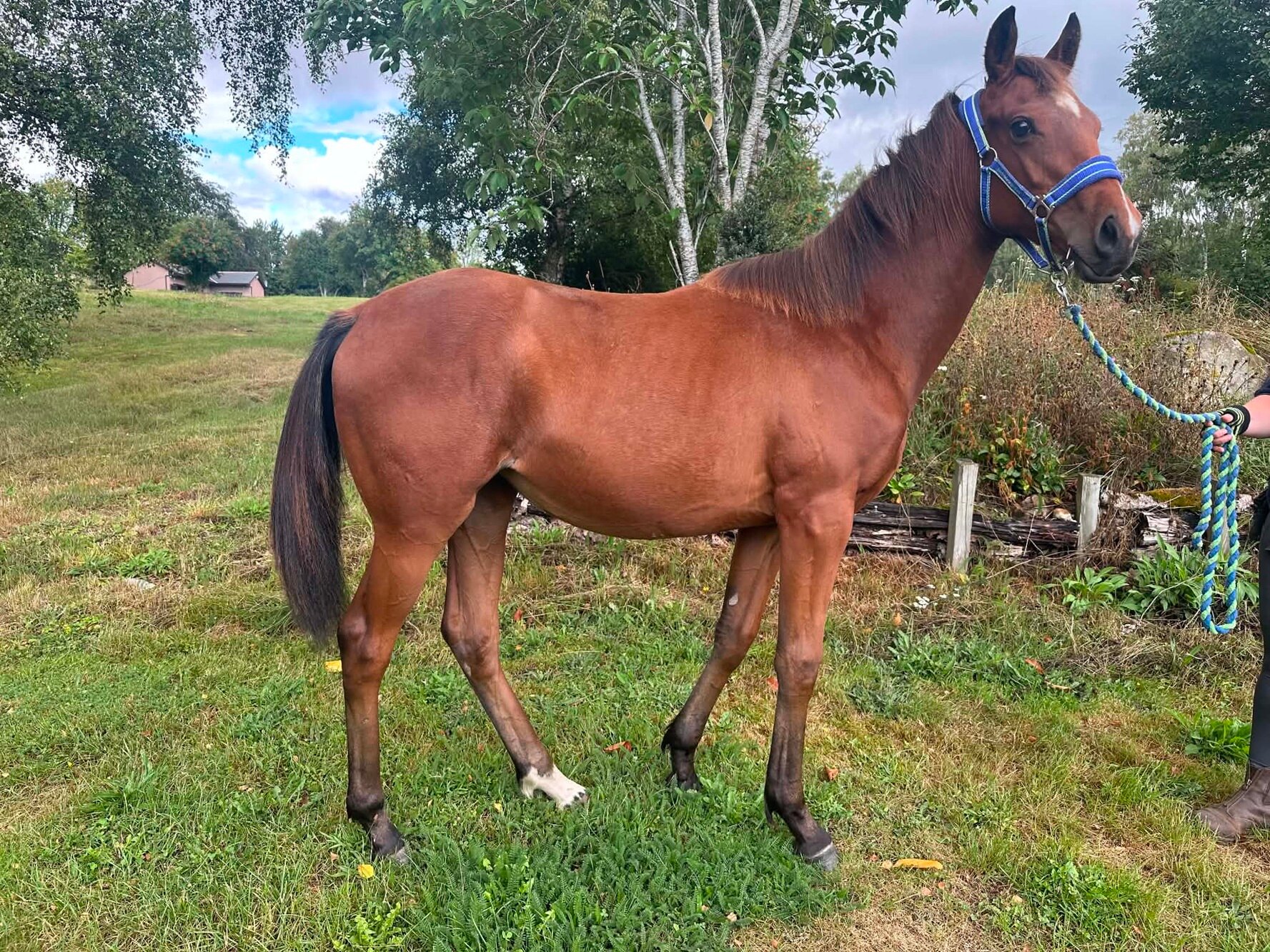 photo of Hunting Princess