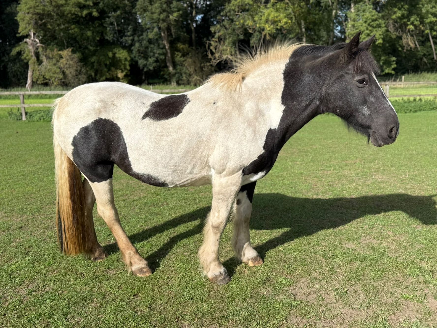 Additional image of Dolly