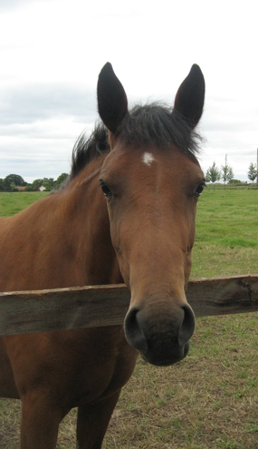 Headshot of Tilly