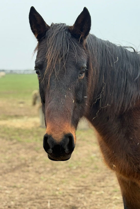 Headshot of Joey