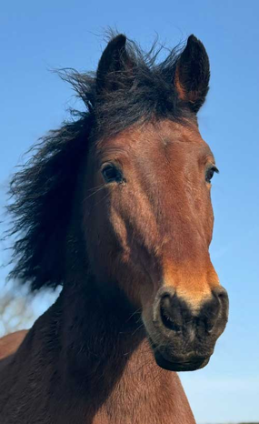 Headshot of Oak Apple Acer (Ace)
