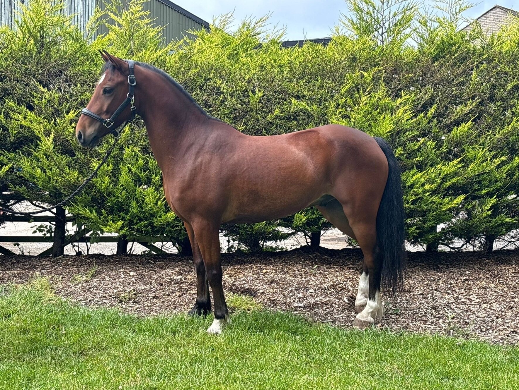 Additional image of Cilybebyll Frankie