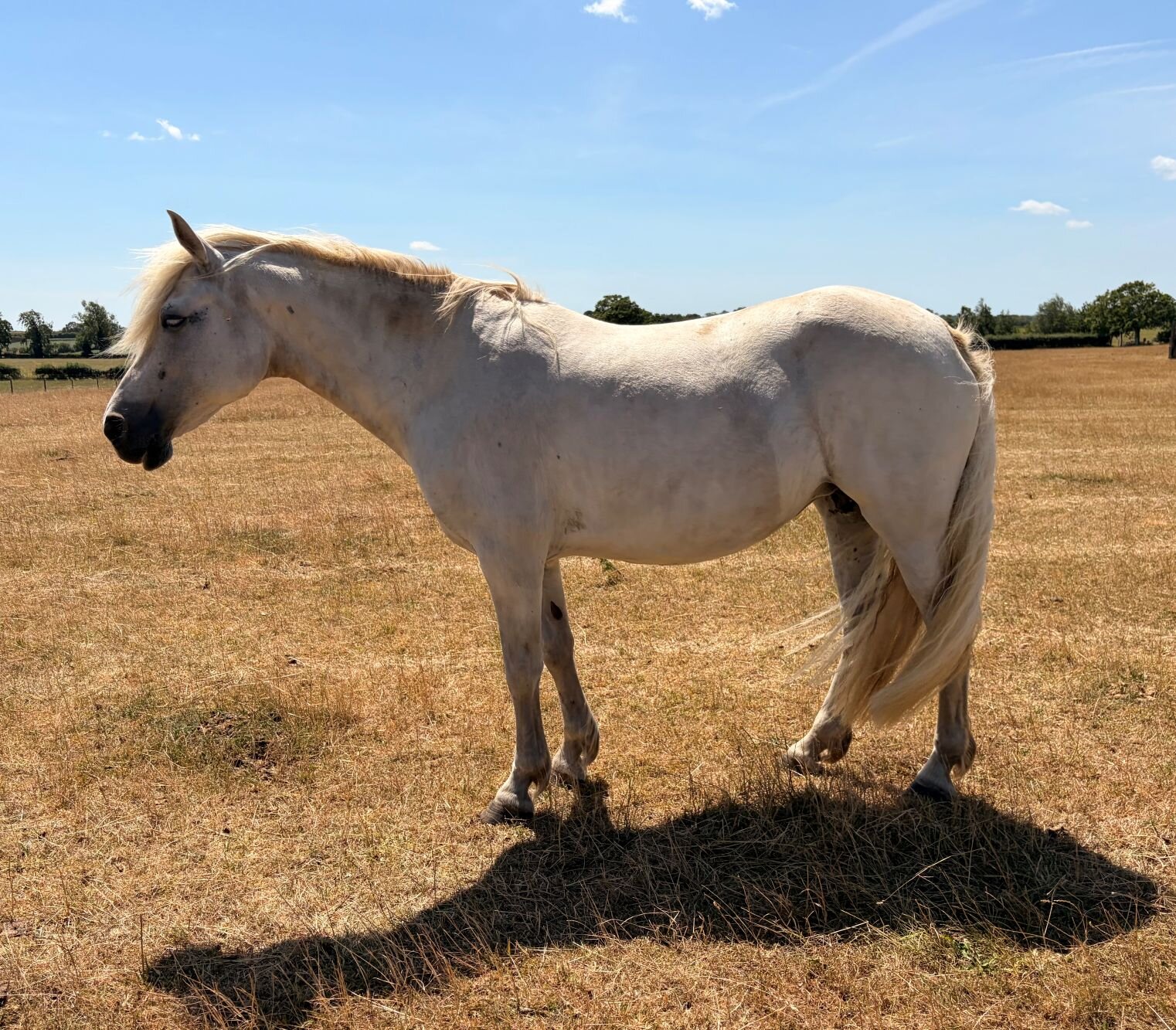 Additional image of Gurteen Bella (Cora)