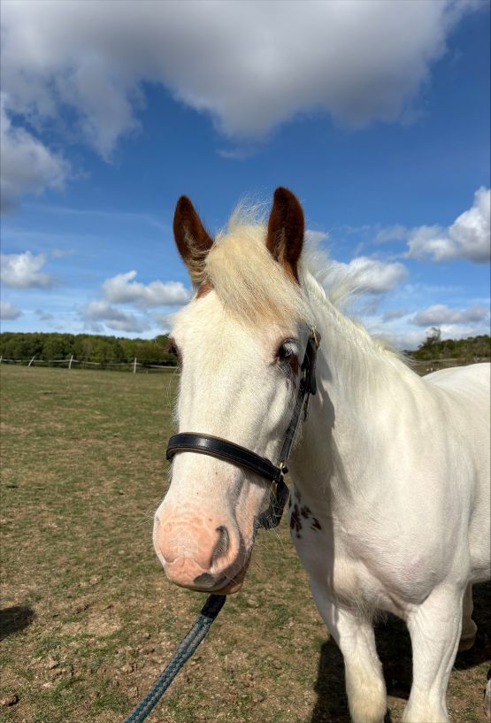 Additional image of Pippa