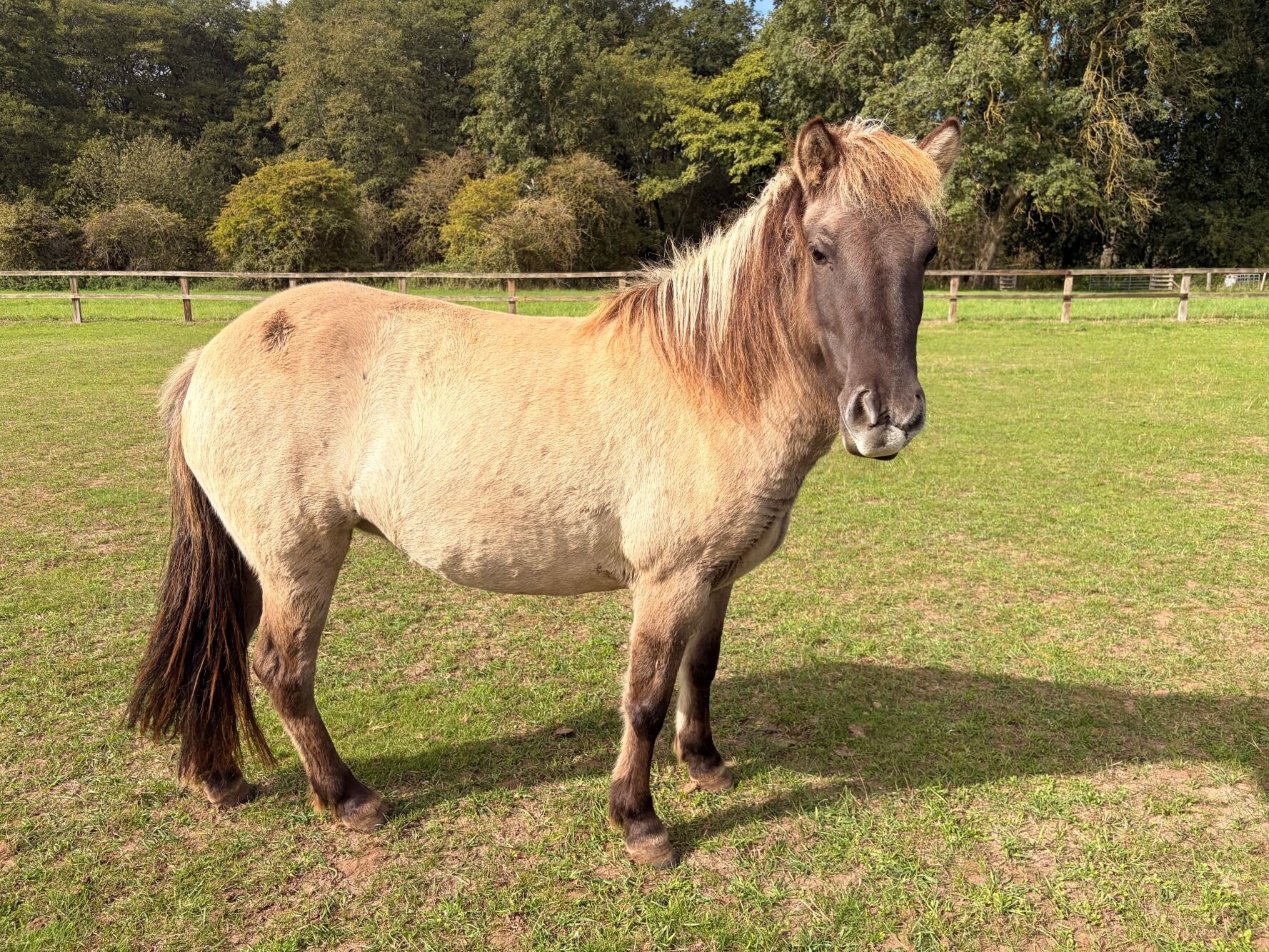 Additional image of Olina
