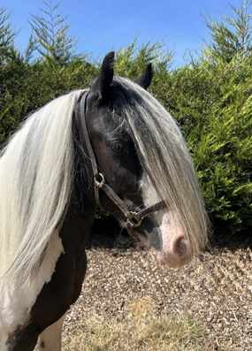 Headshot of Curlie