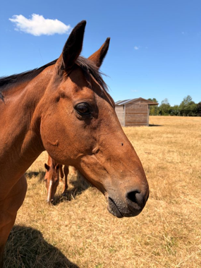 Headshot of Laminka