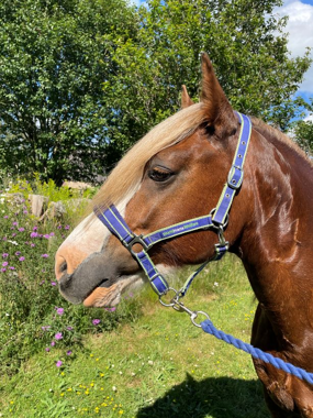 Headshot of Showman