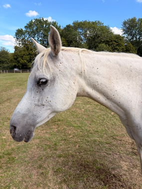 Headshot of Raana