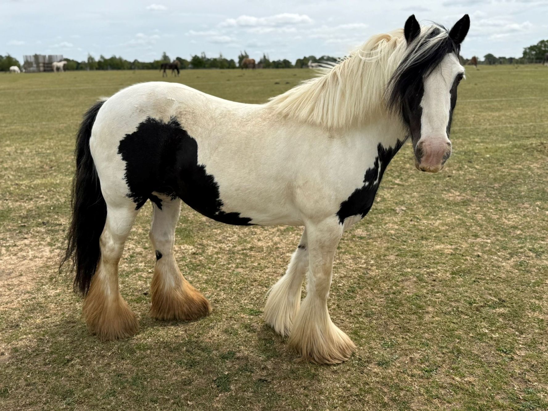 photo of Penny
