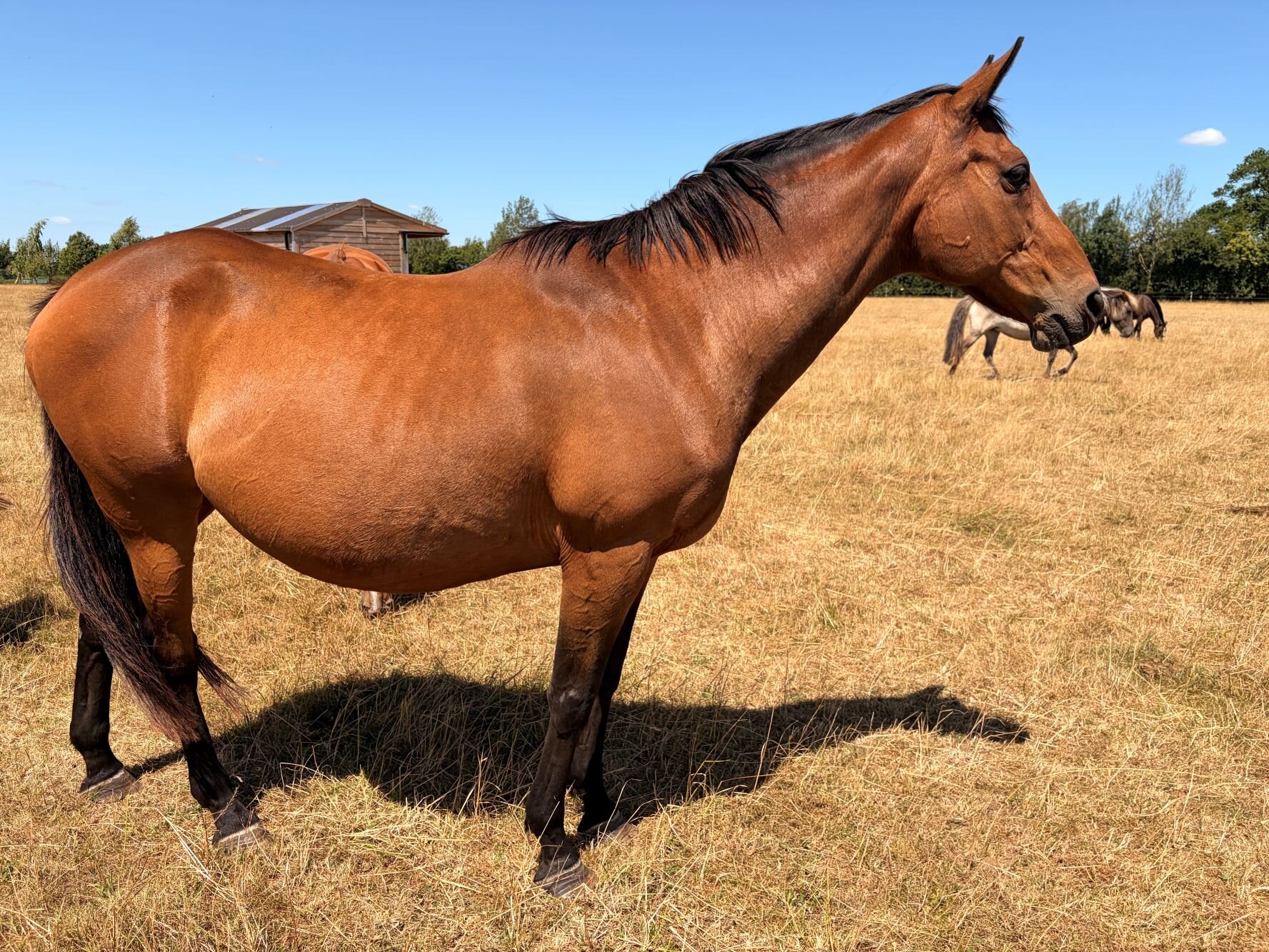 Additional image of Laminka