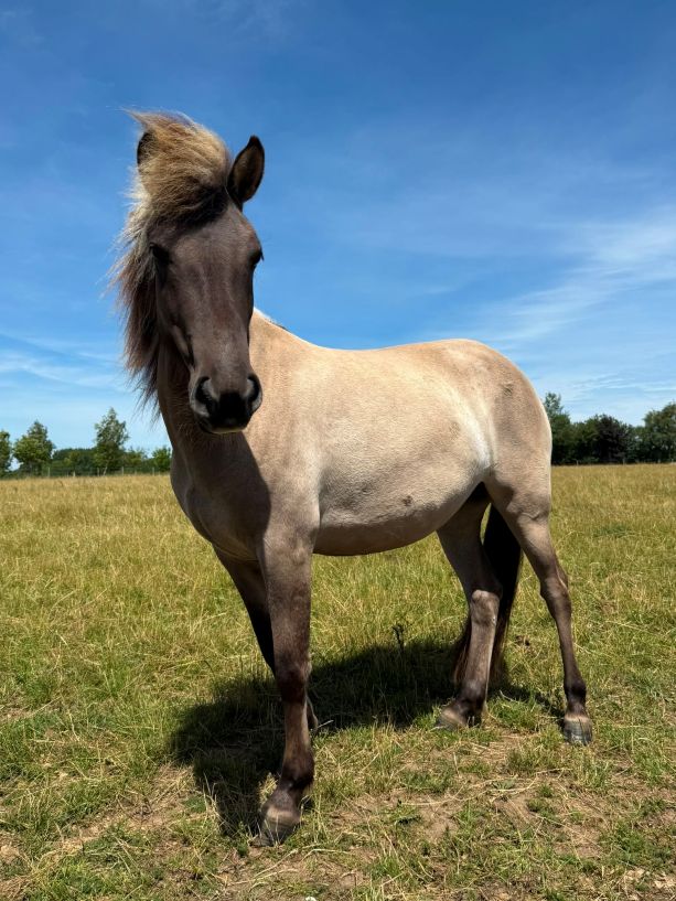 Additional image of Olina