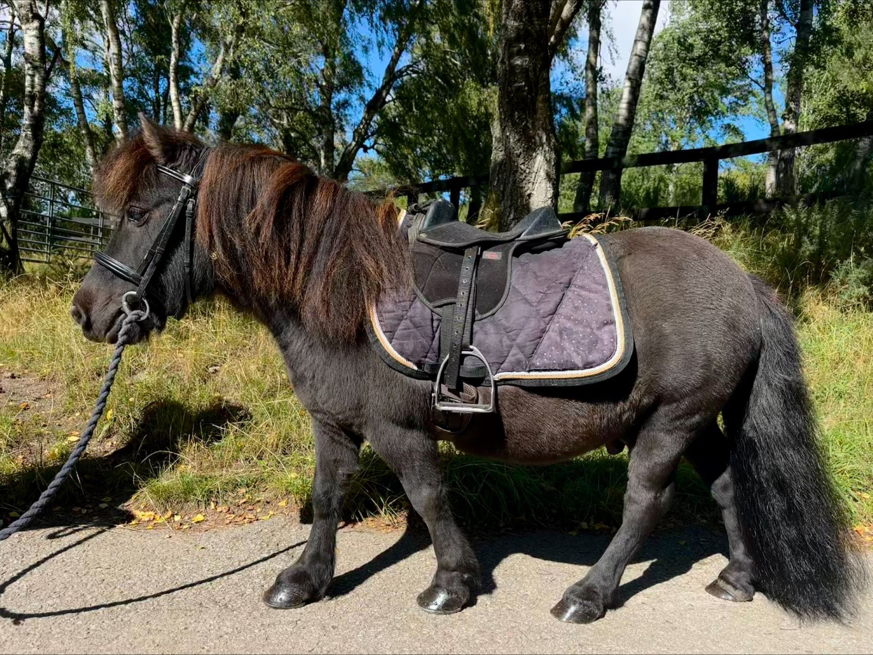 photo of Littlewoodend Braveheart