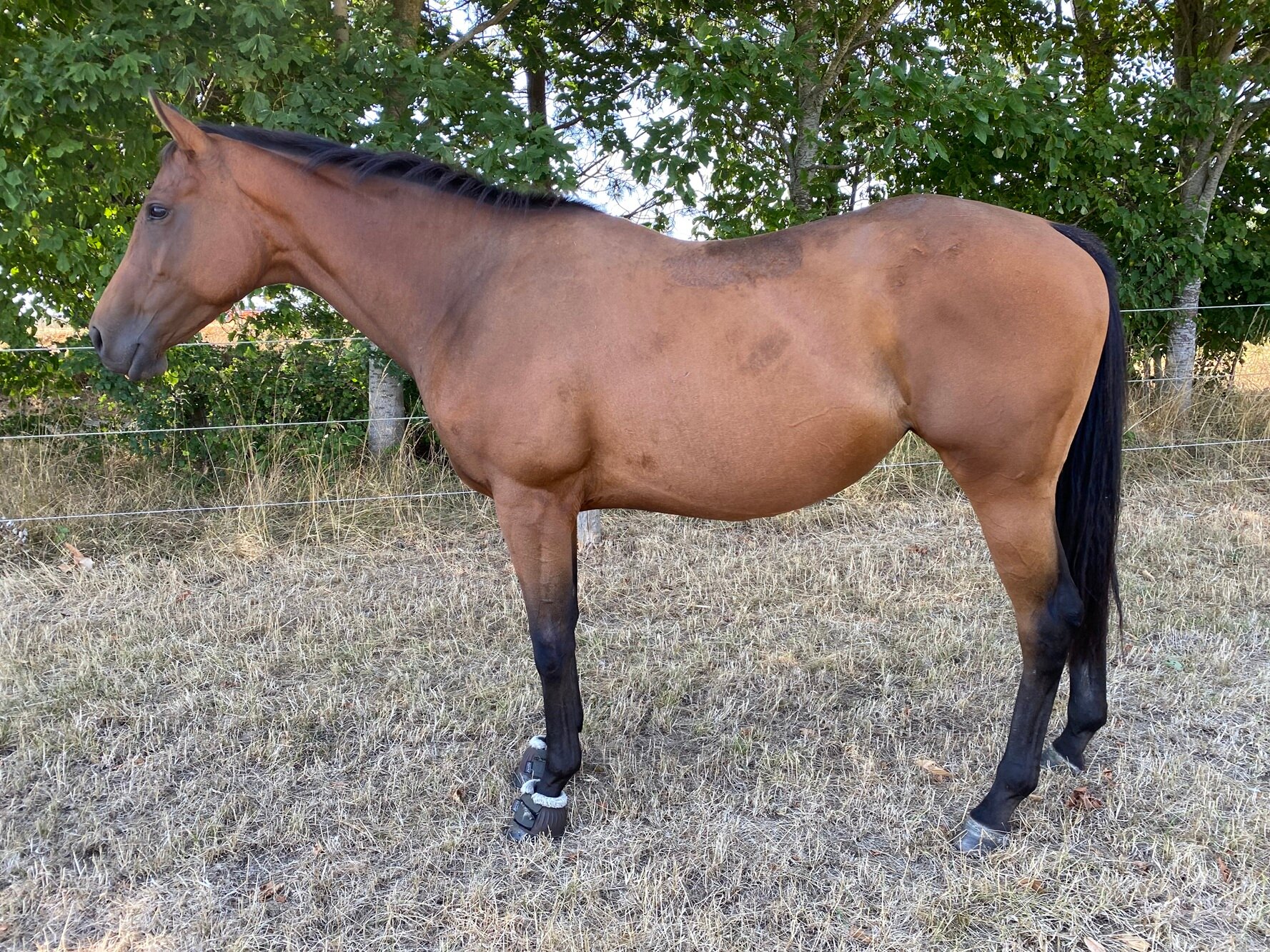photo of Breeze