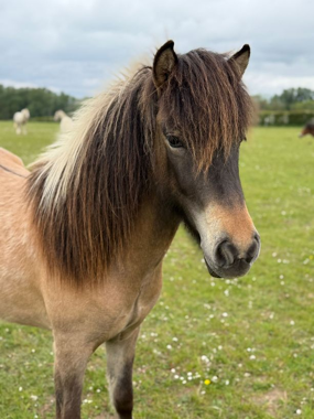 Headshot of Hekla